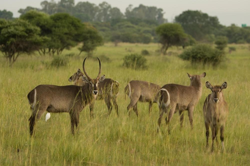 Kedar Heritage Lodge
