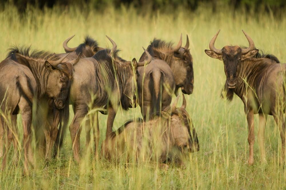 Kedar Heritage Lodge