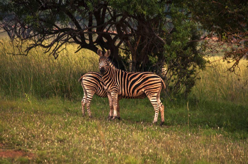 Kedar Heritage Lodge