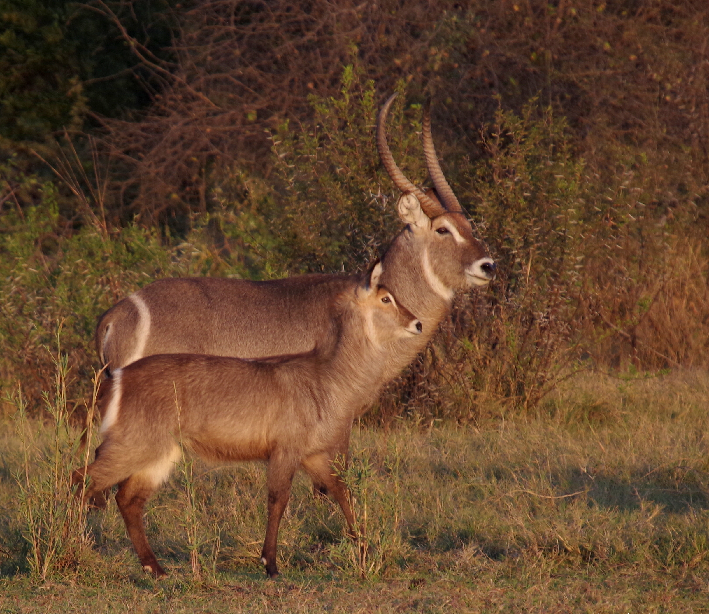Mziki Safari Lodge