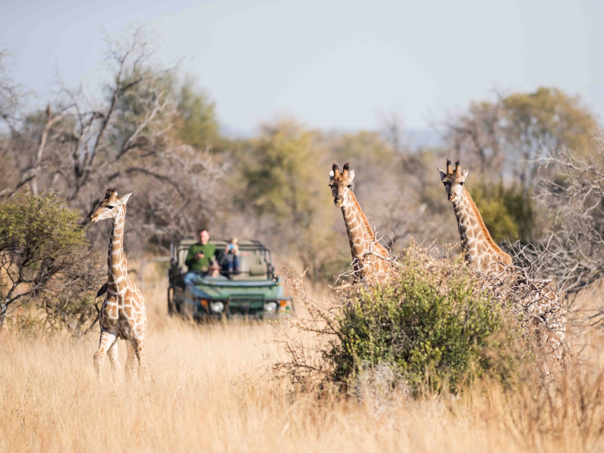 Mziki Safari Lodge