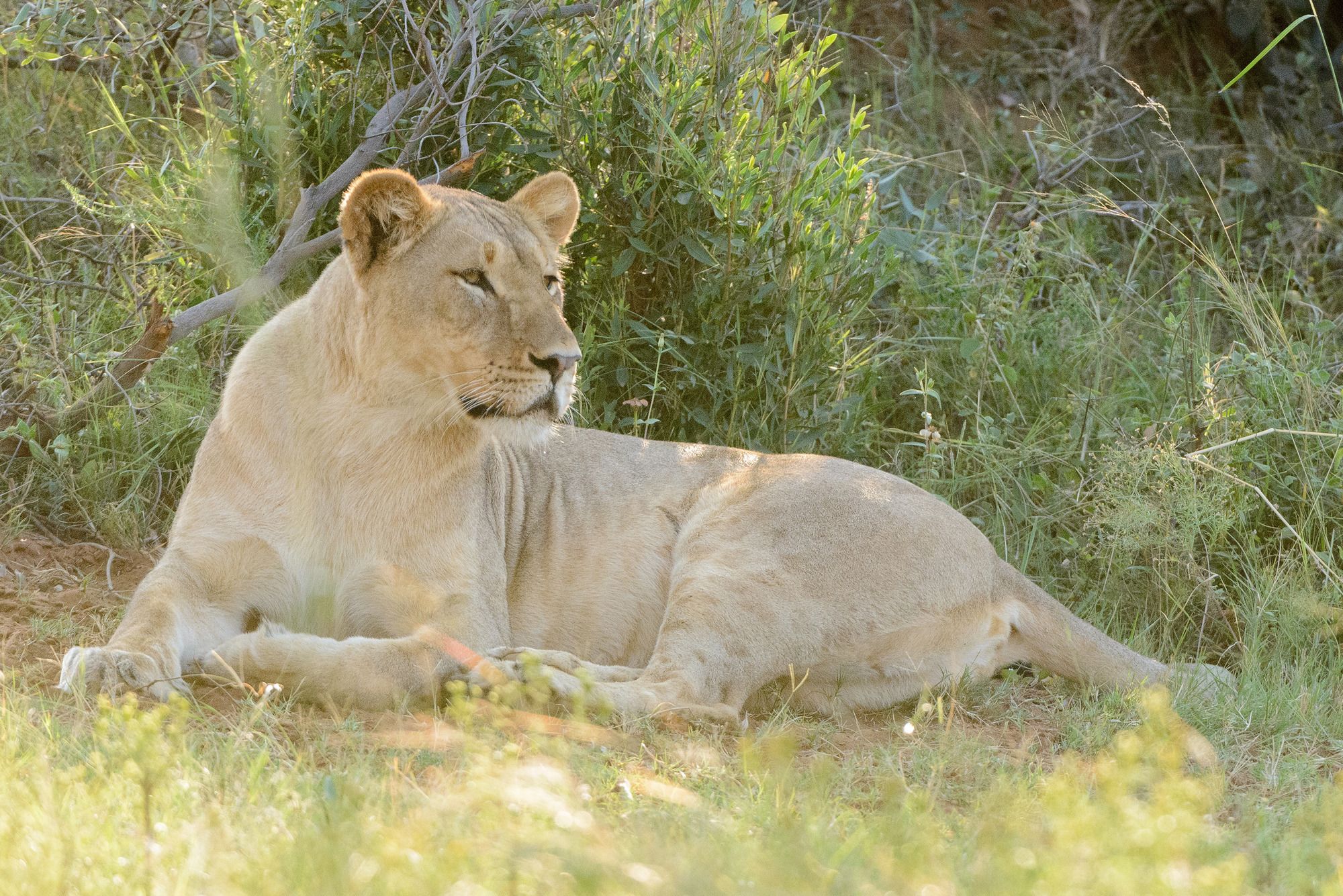 Legend Monomotapa Village