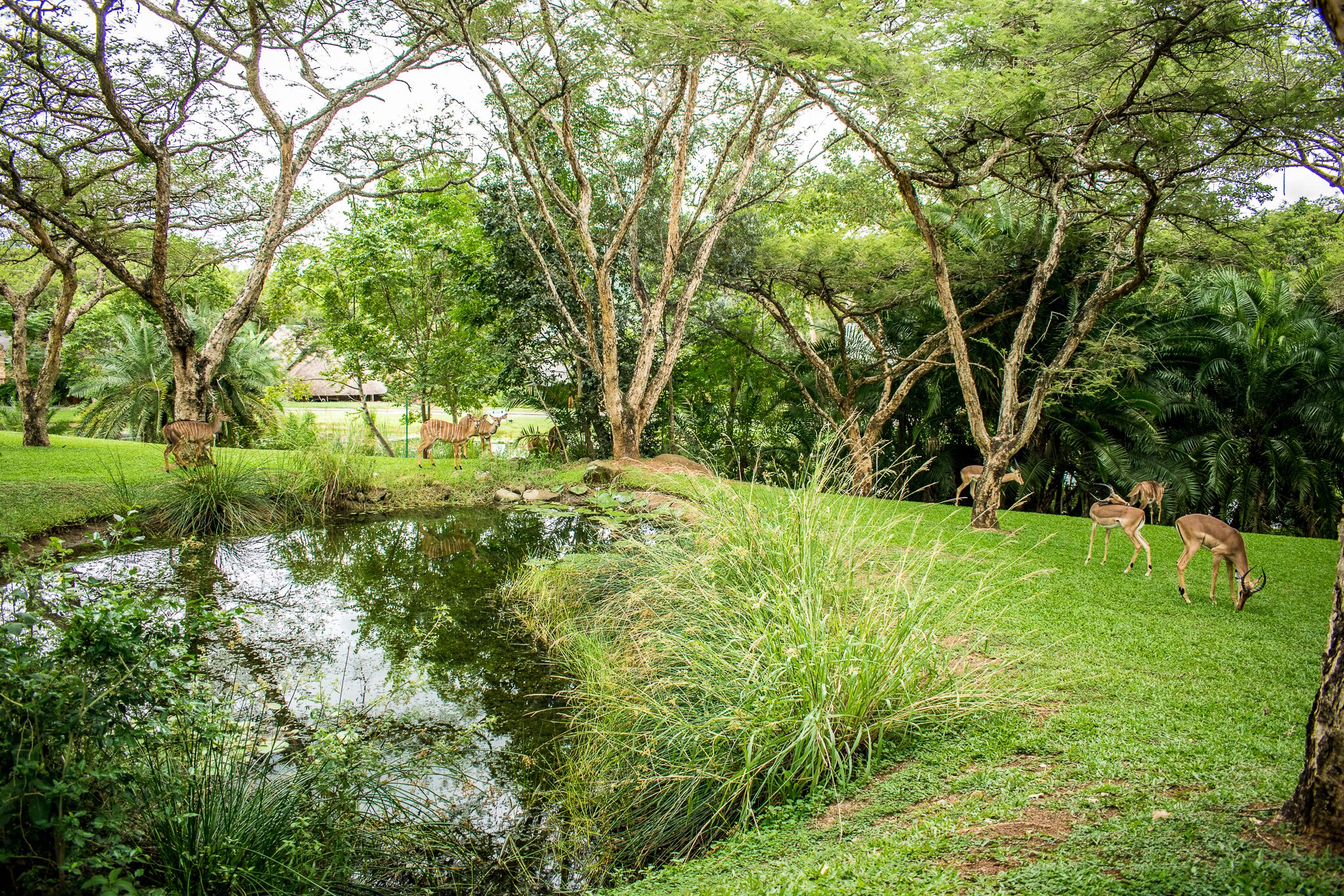 Inyamatane 227B Kruger Park Lodge
