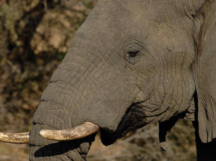 Nkambeni Safari Camp