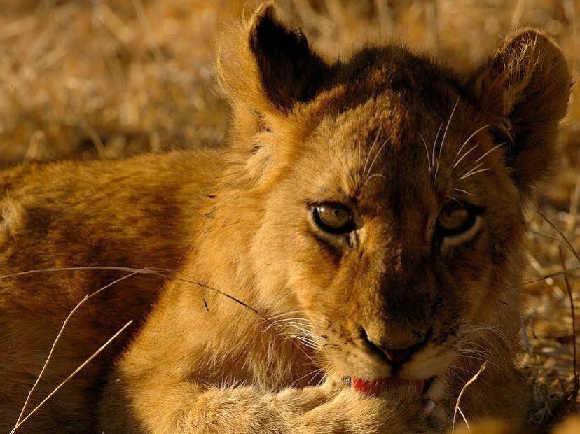 Nkambeni Safari Camp