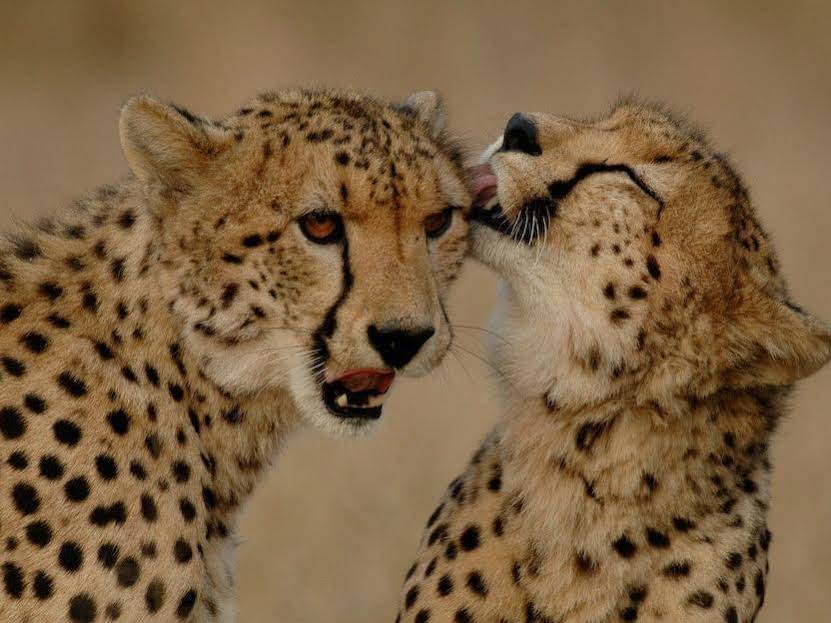 Nkambeni Safari Camp