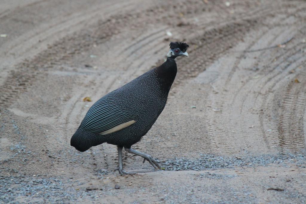 Gooderson Bushlands Game Lodge