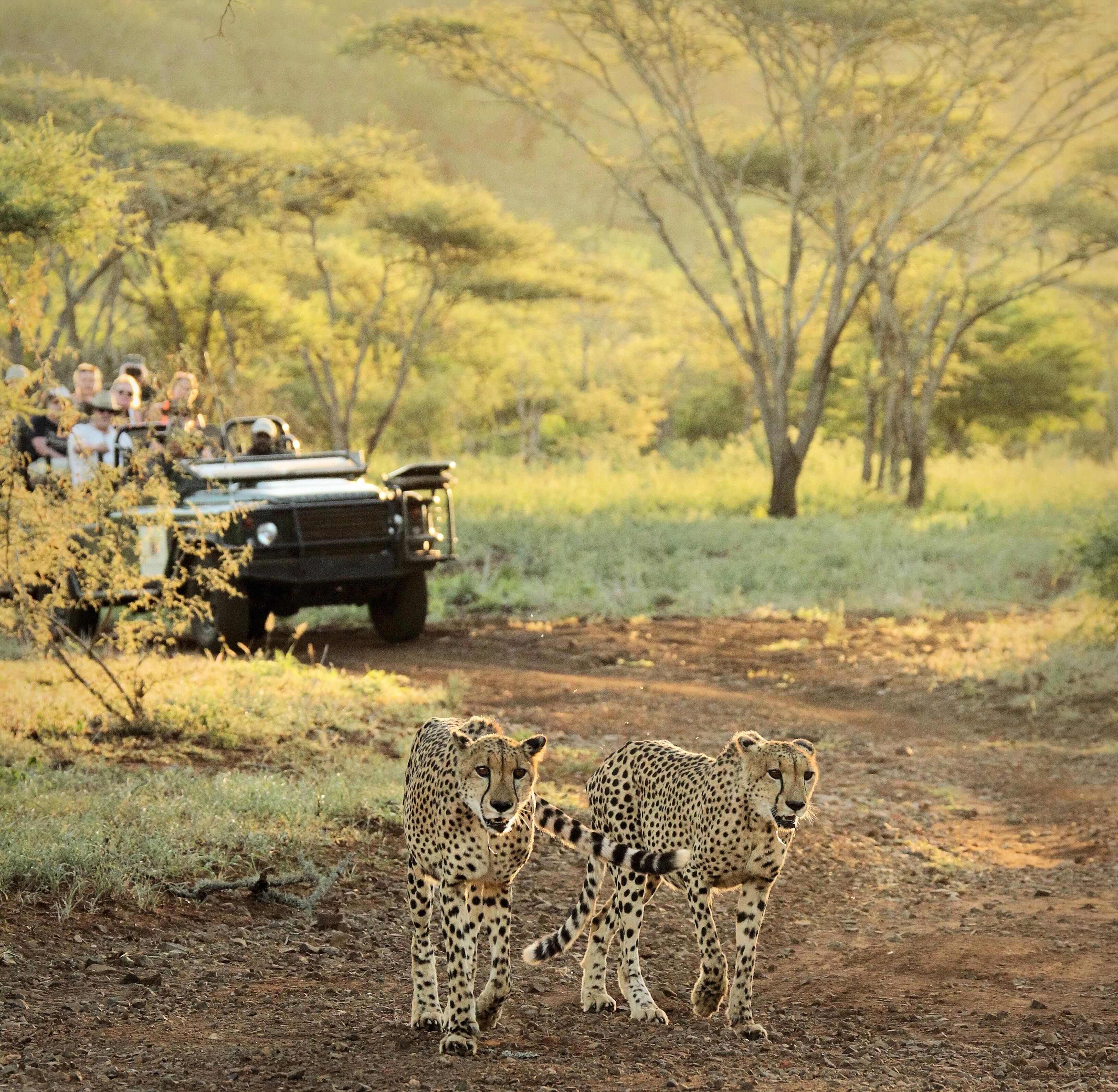 Thanda Safari