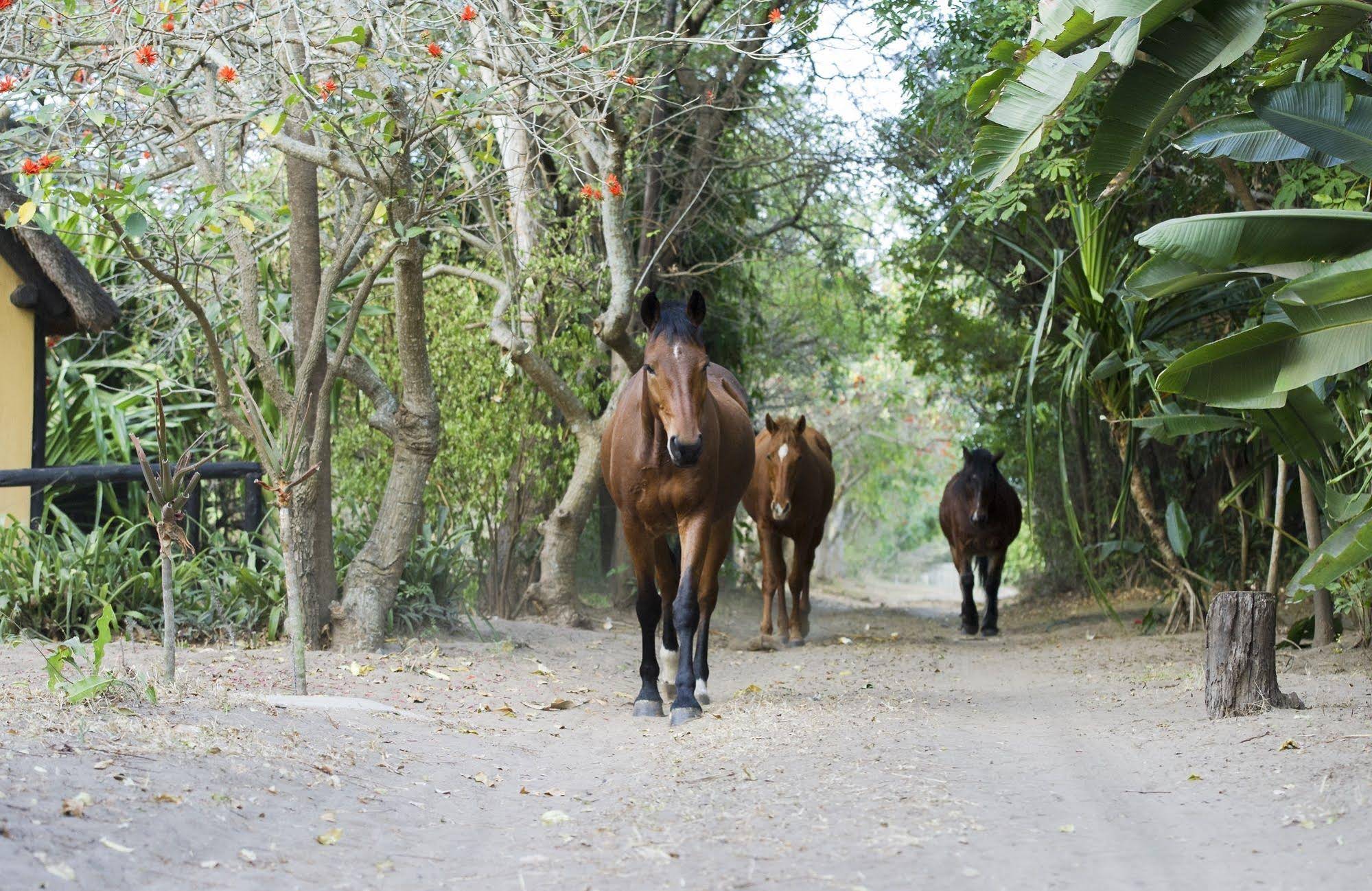 We Bushcamp And Horse Safaris