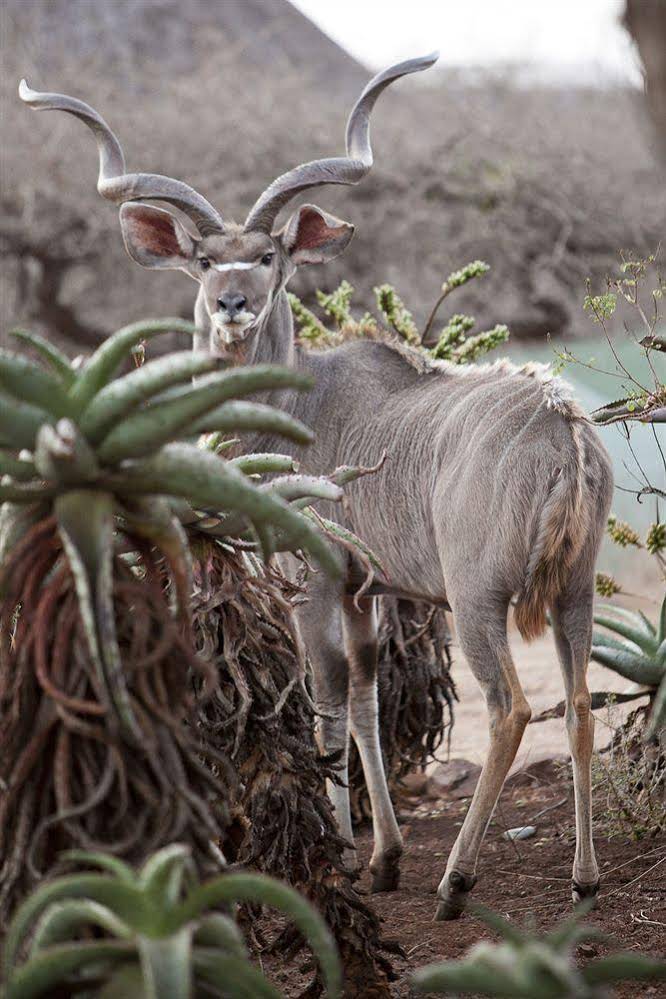 Zululand Safari Lodge