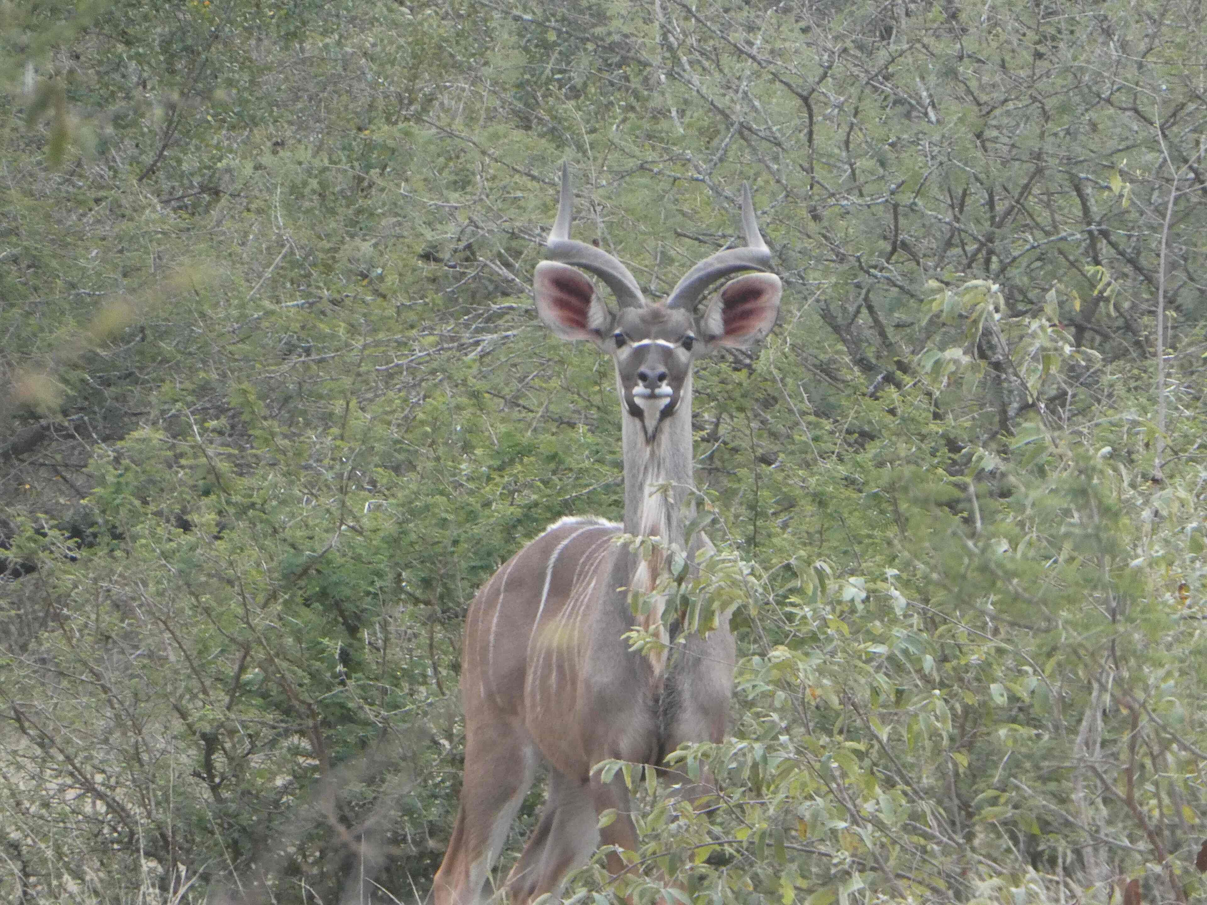 Gem In The Bush Lodge