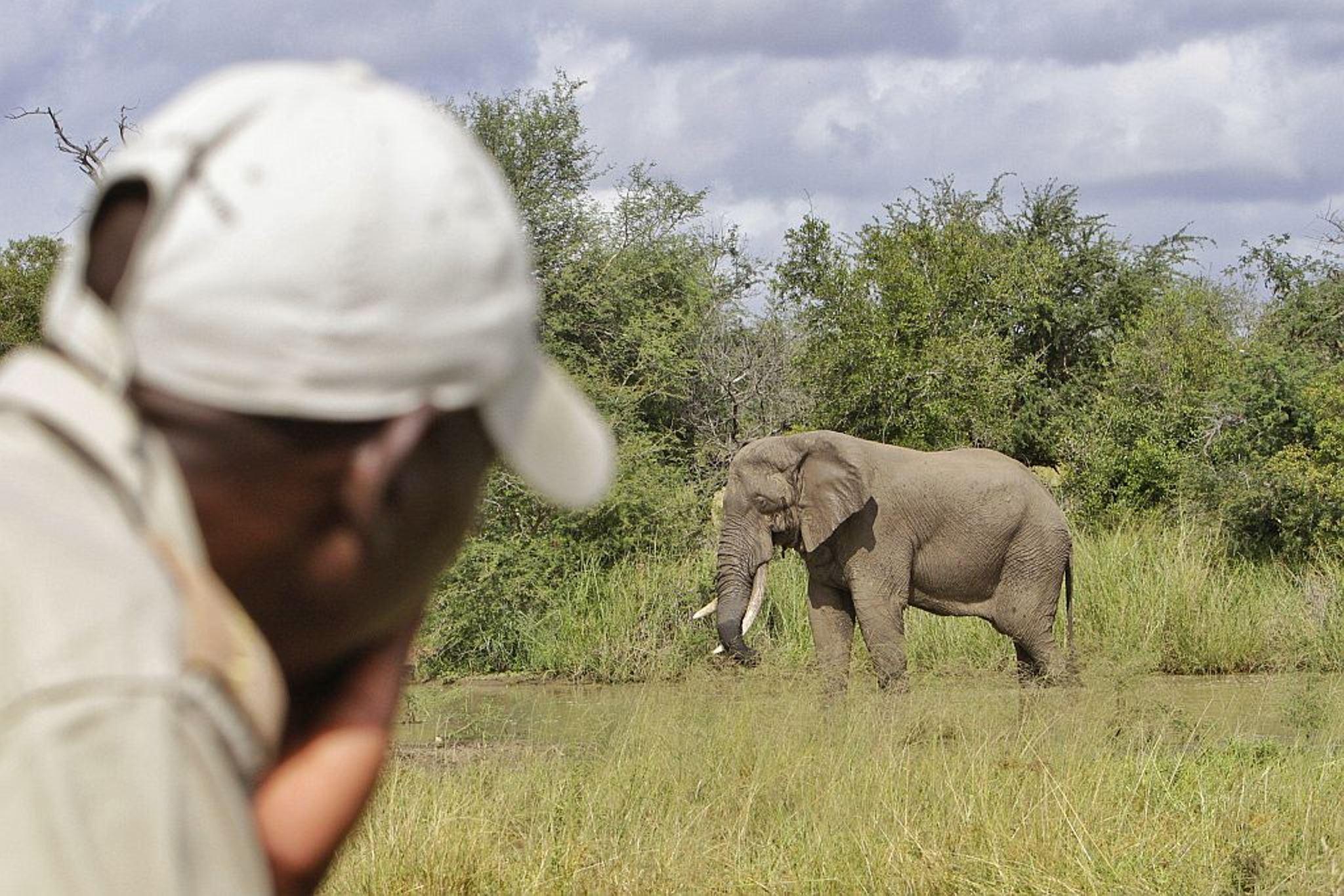 Kambaku Safari Lodge