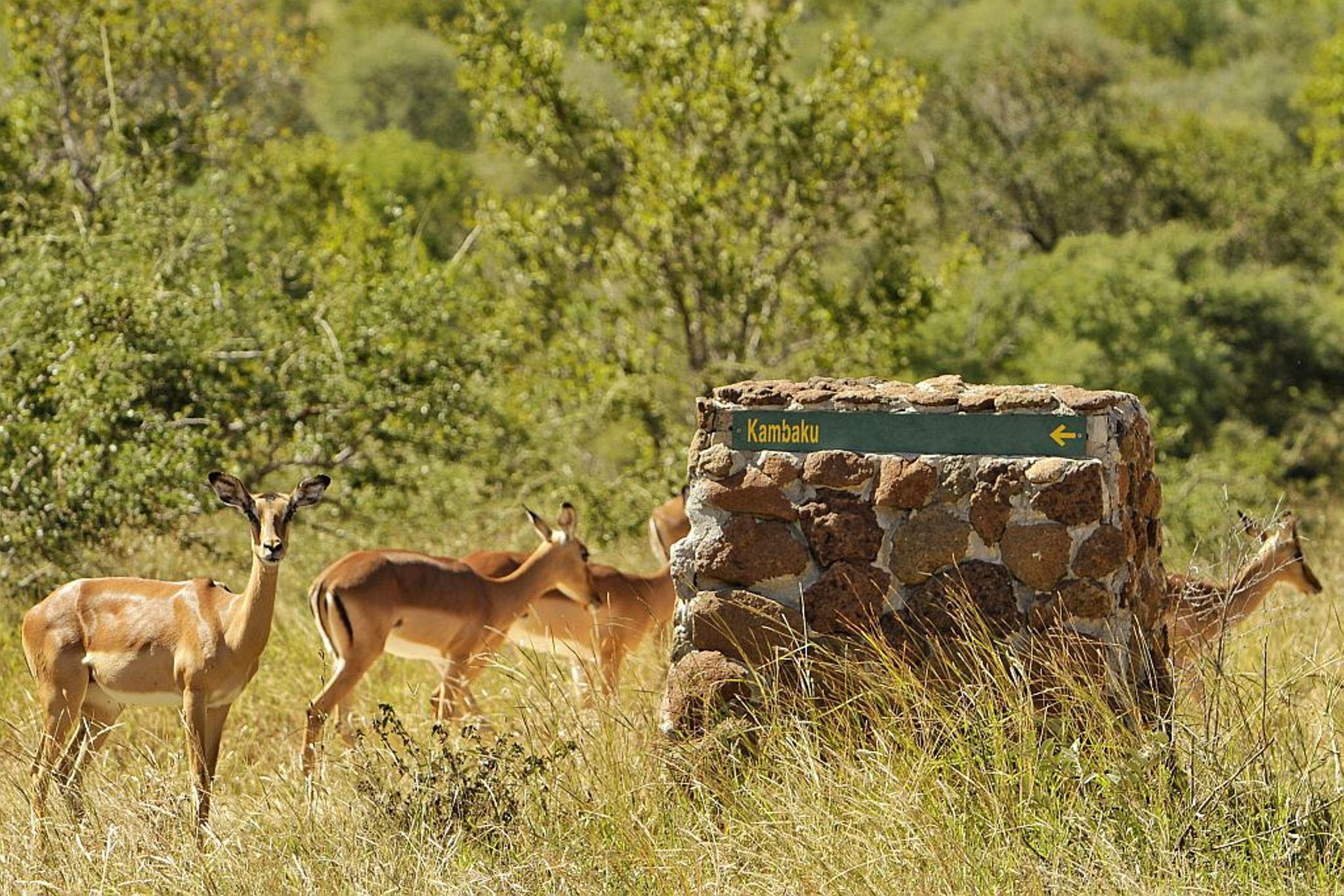 Kambaku Safari Lodge