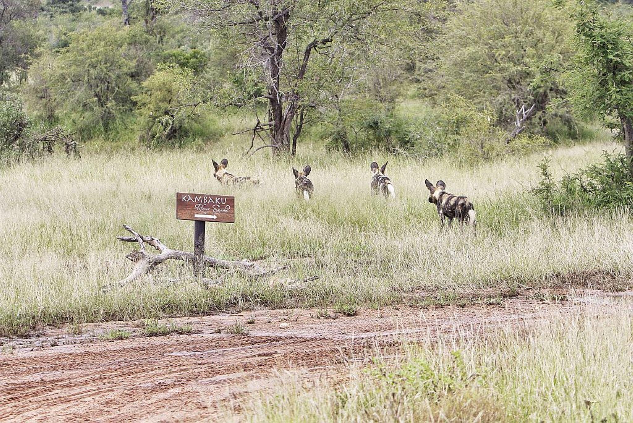 Kambaku Safari Lodge