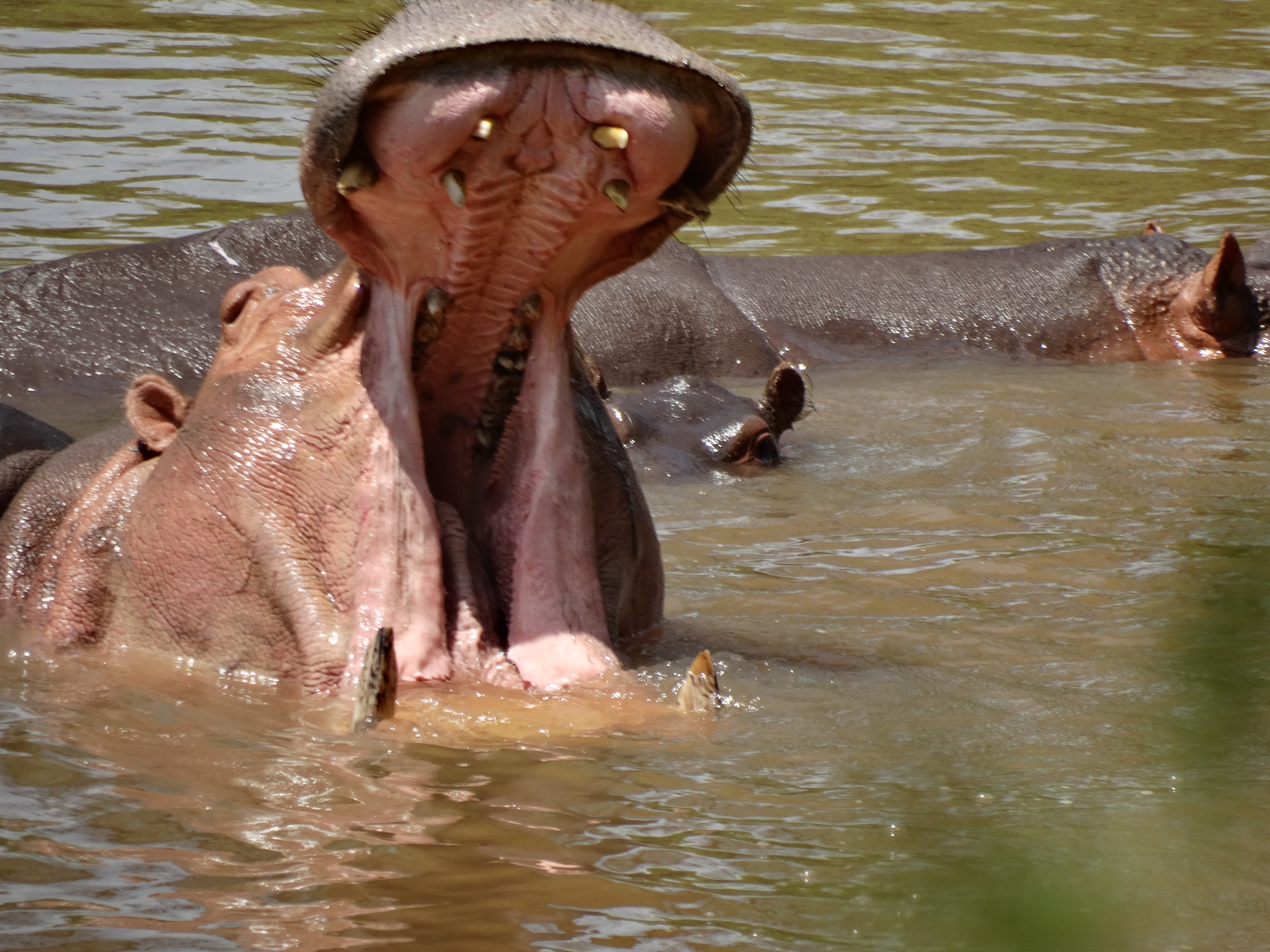 Ku Sungula Safari Lodge