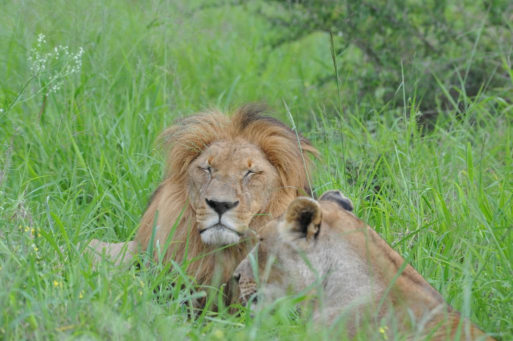 Ku Sungula Safari Lodge