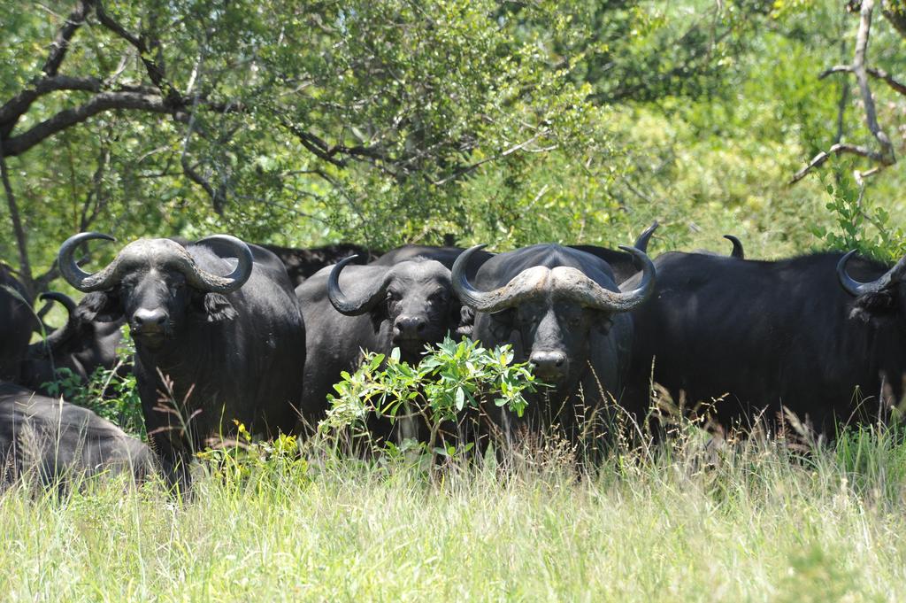 Ku Sungula Safari Lodge
