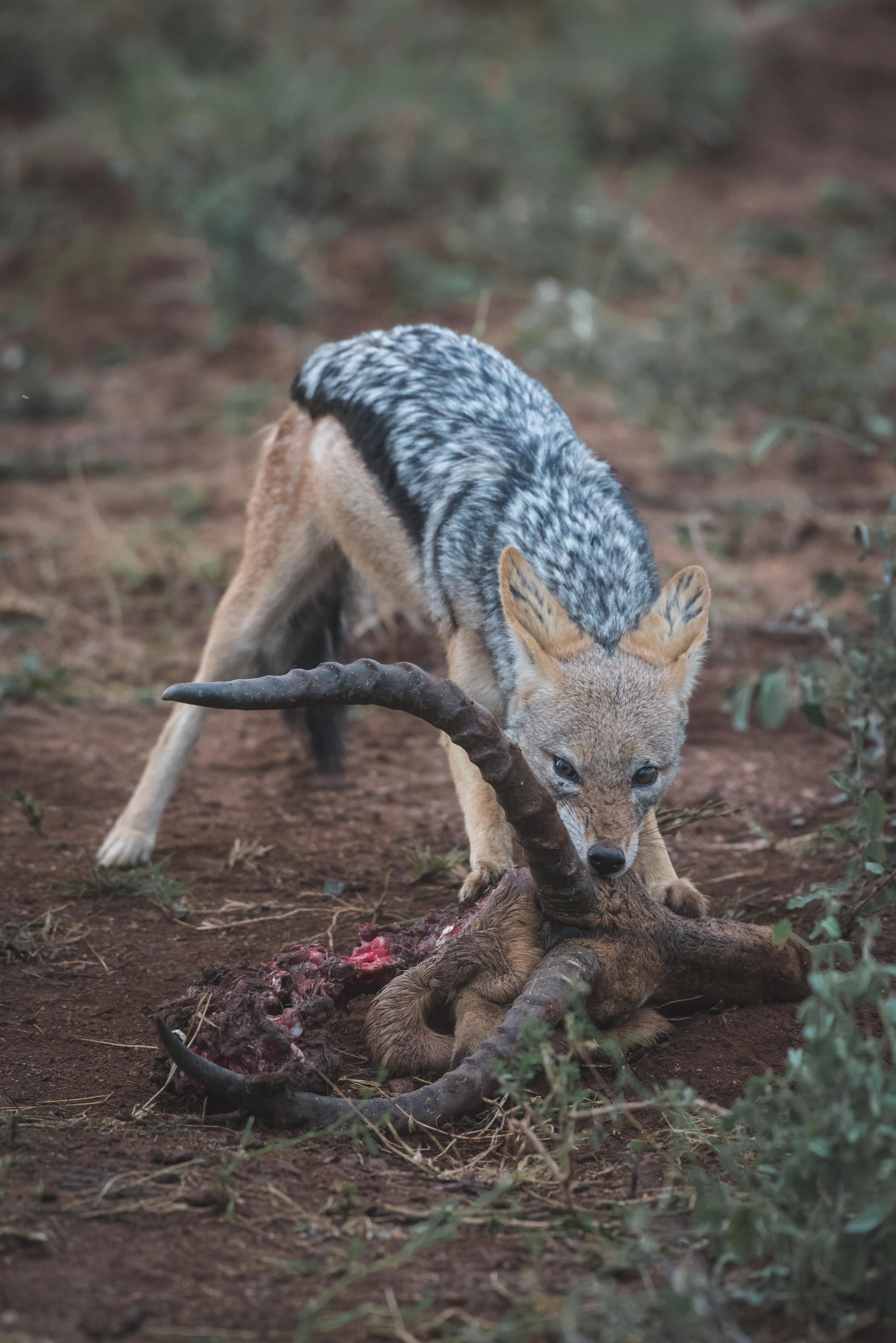 Ku Sungula Safari Lodge