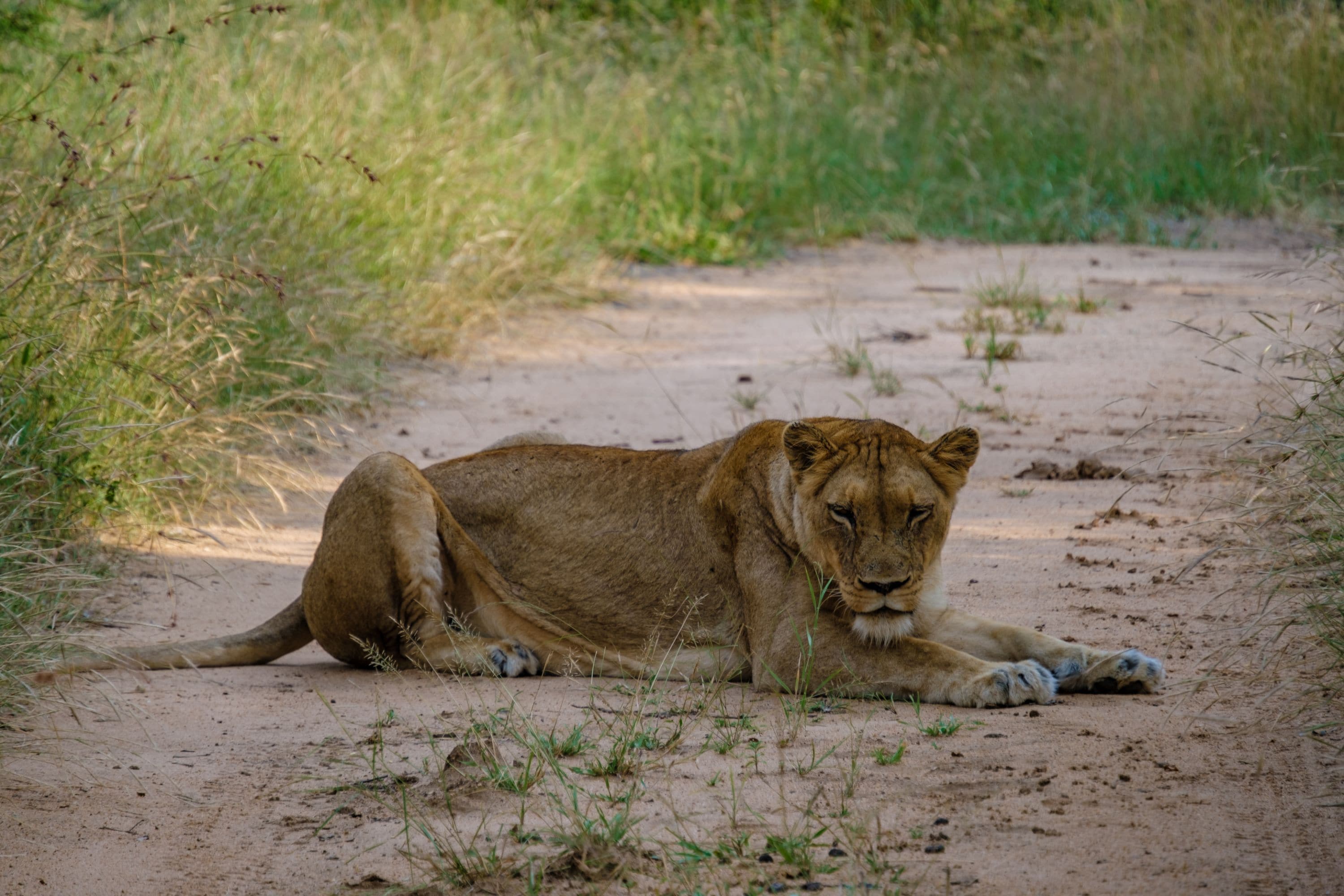 Little Africa Safari Lodge