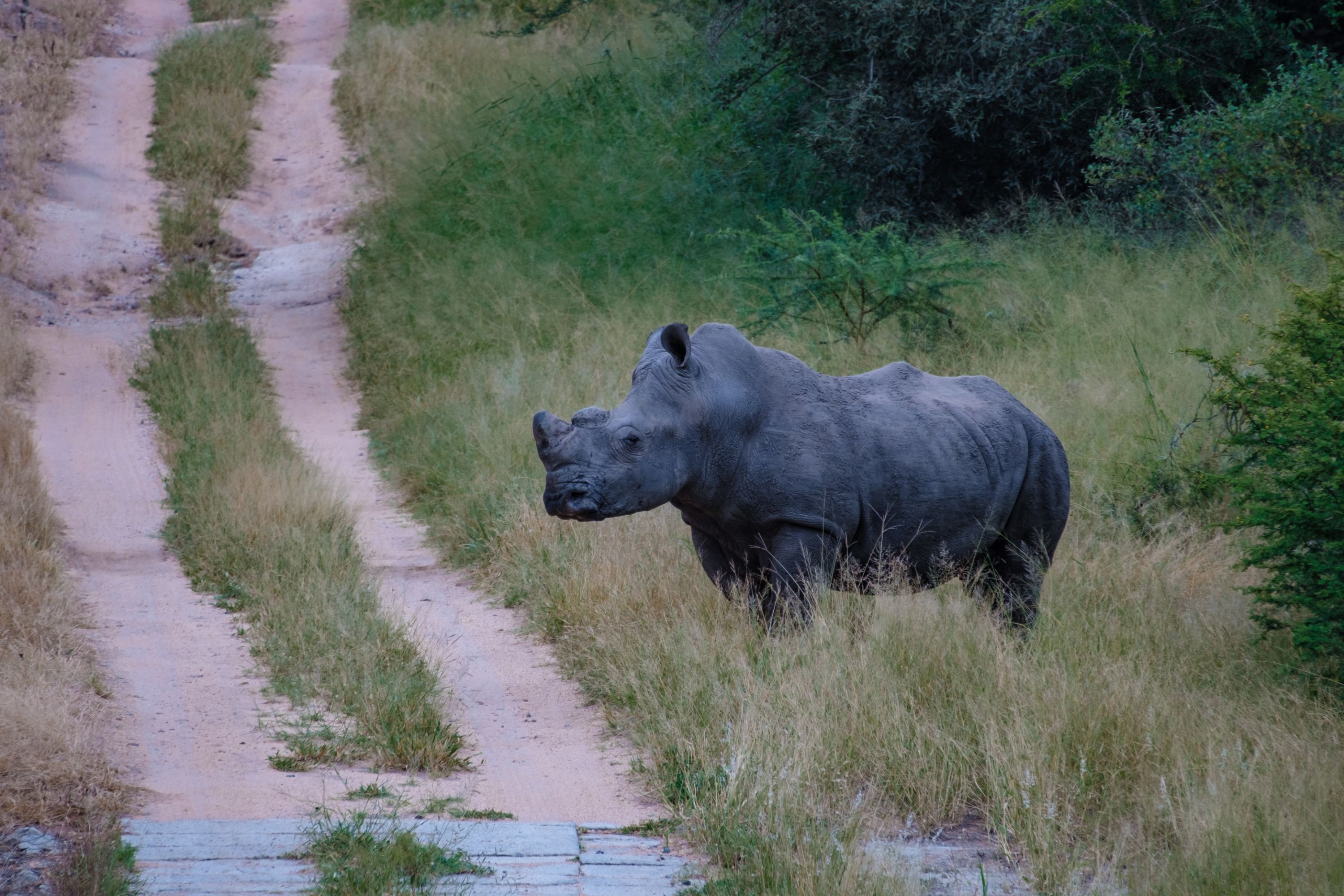 Little Africa Safari Lodge
