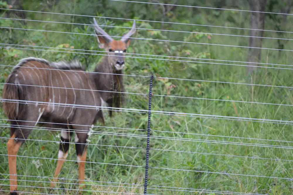 Mali Mali Safari Lodge