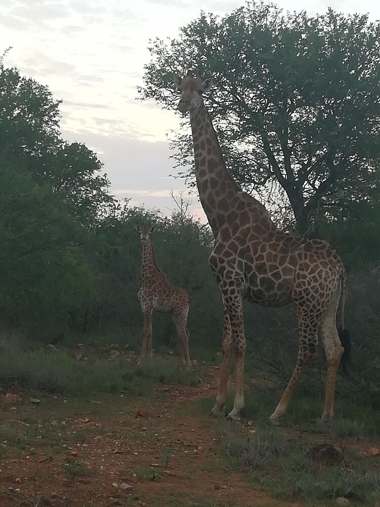 Mali Mali Safari Lodge