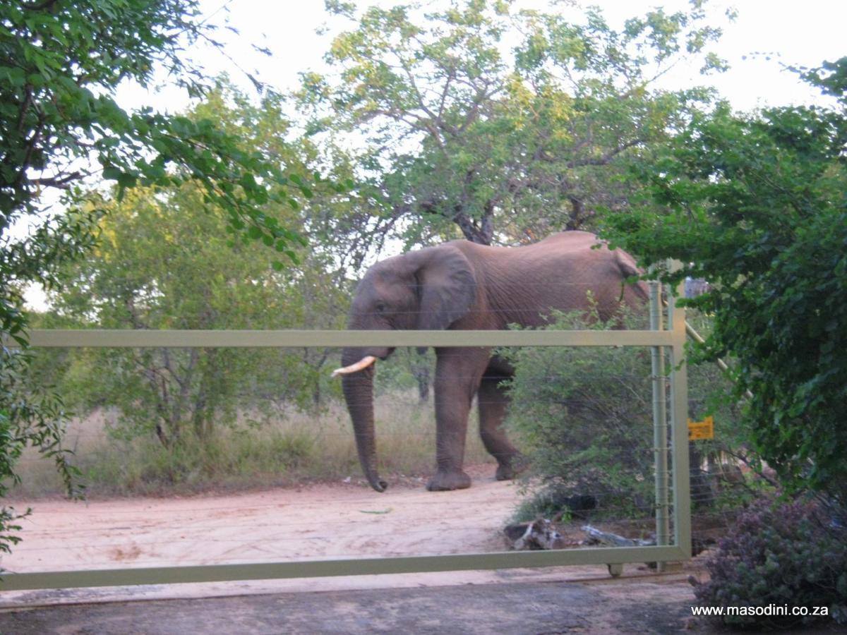 Masodini Private Game Lodge
