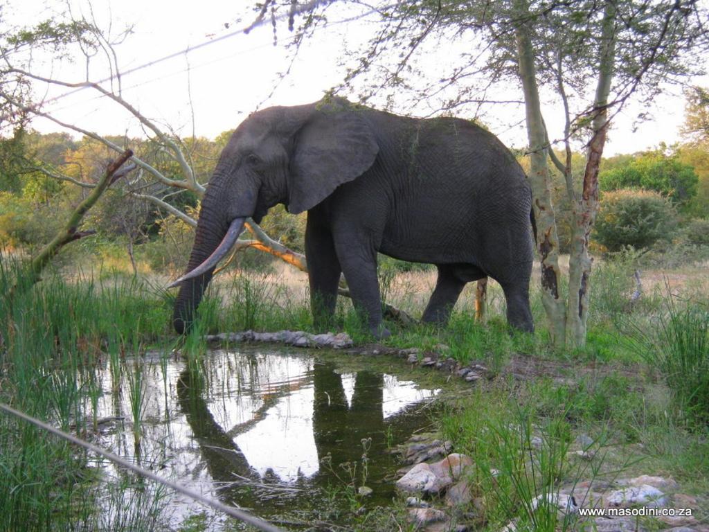 Masodini Private Game Lodge