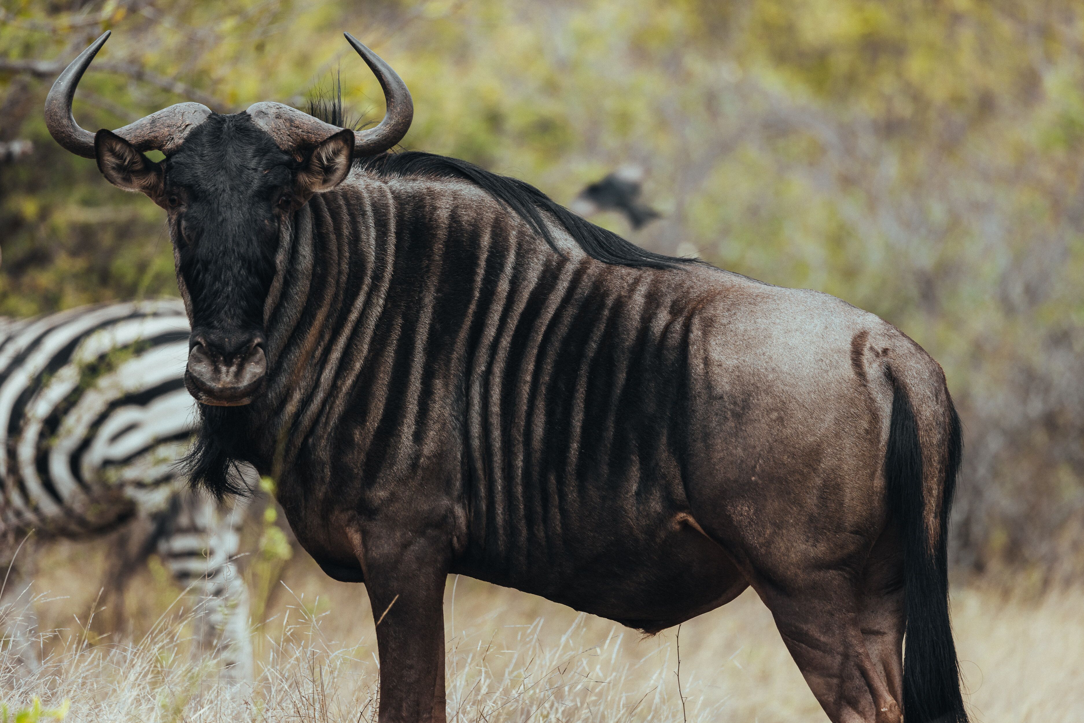 Oase by 7 Star Lodges - Greater Kruger Private 530ha Reserve