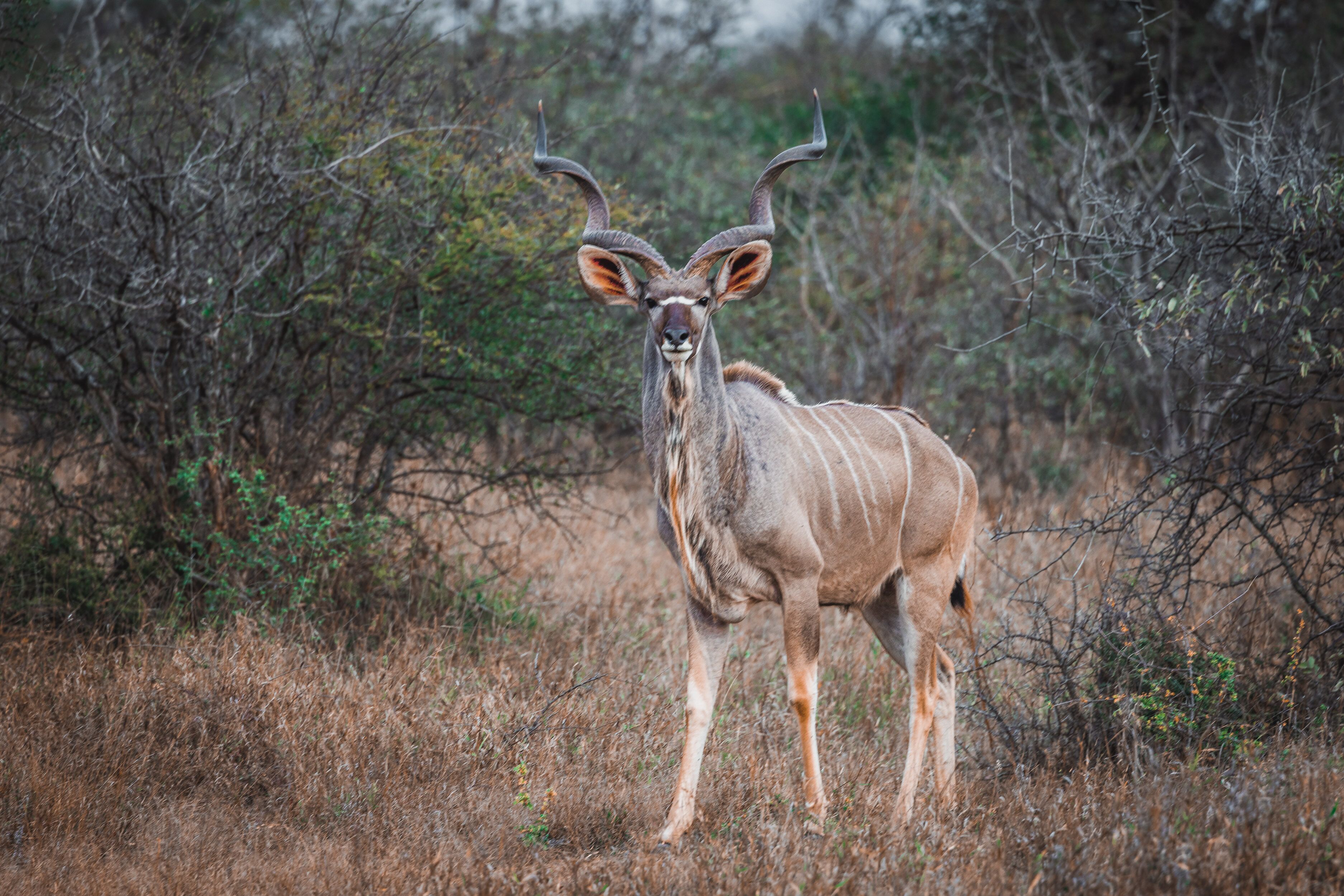 Oase by 7 Star Lodges - Greater Kruger Private 530ha Reserve