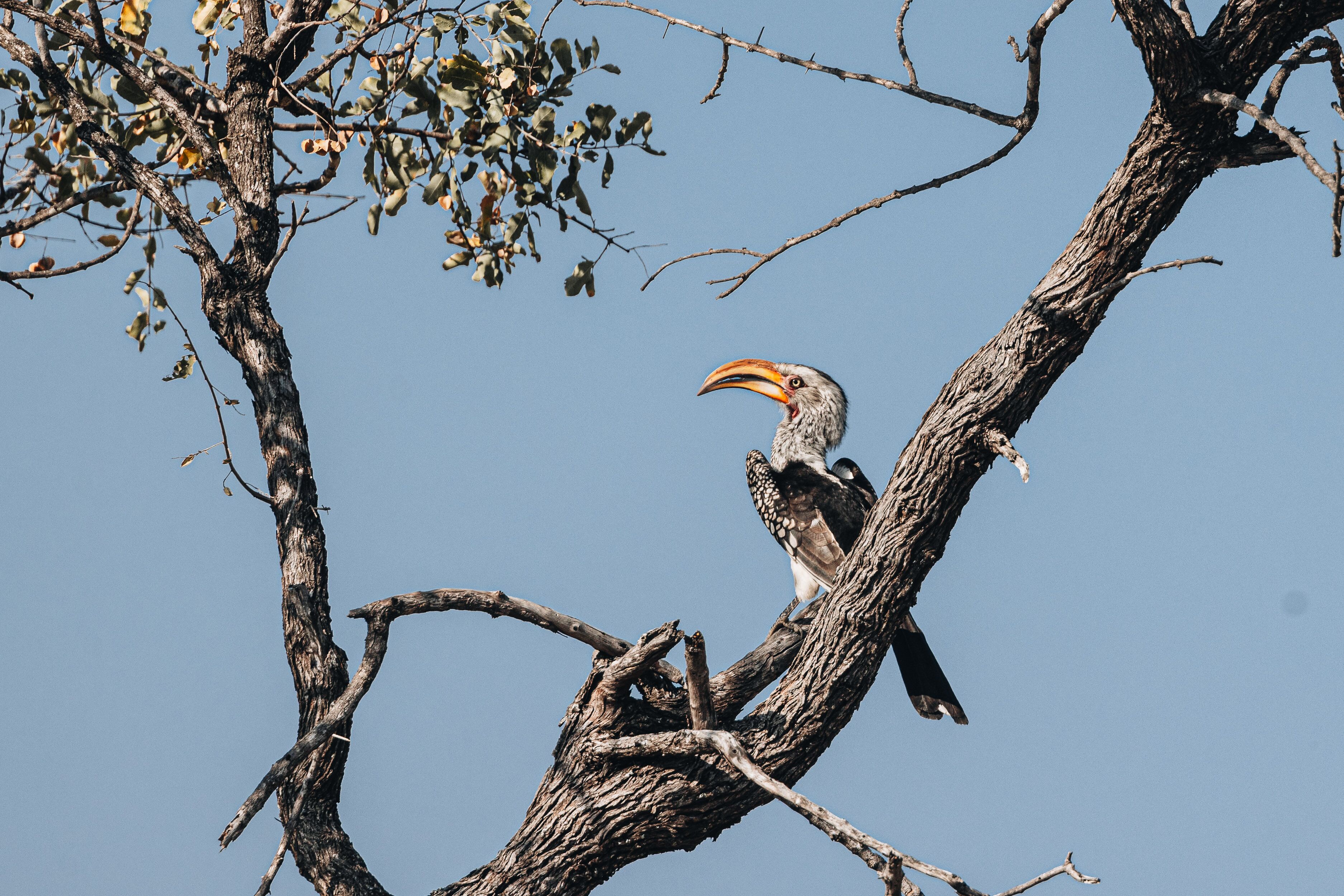 Oase by 7 Star Lodges - Greater Kruger Private 530ha Reserve