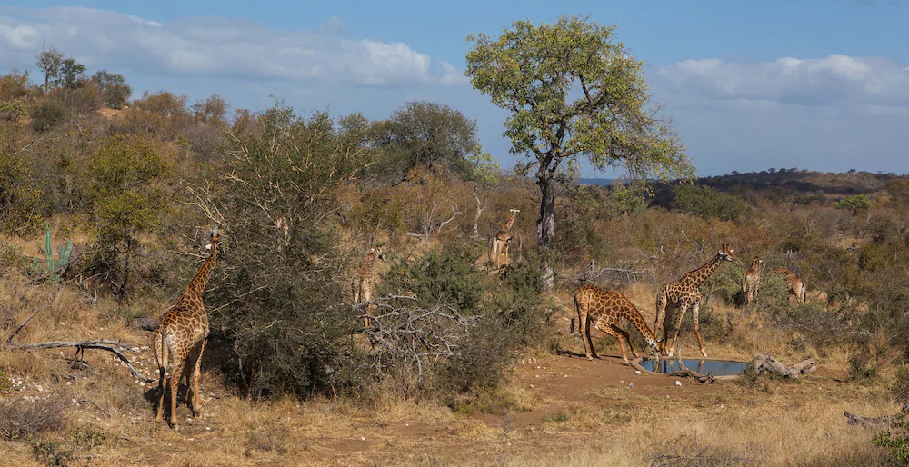 Ximongwe Safaris
