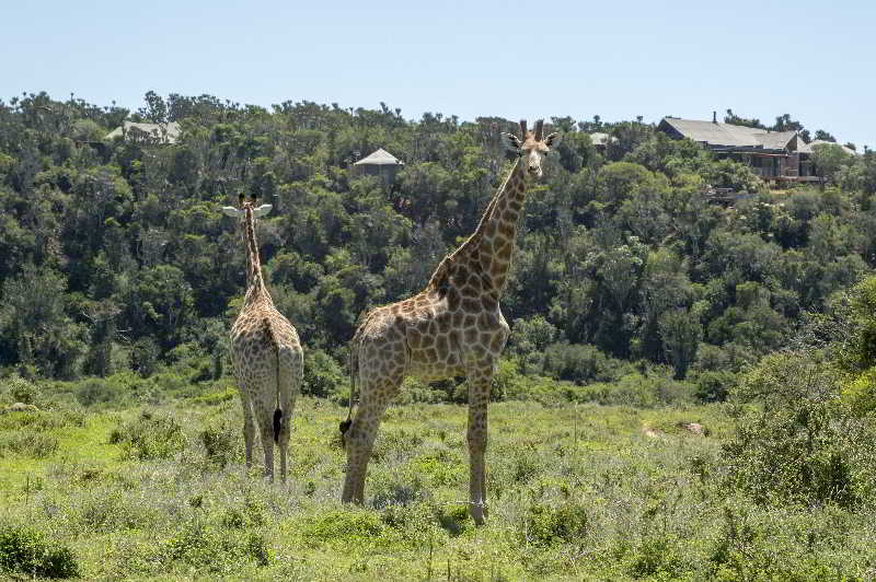 Kariega Game Reserve Ukhozi Lodge