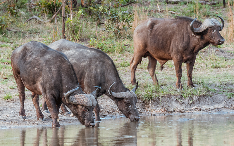 Gomo Gomo Game Lodge