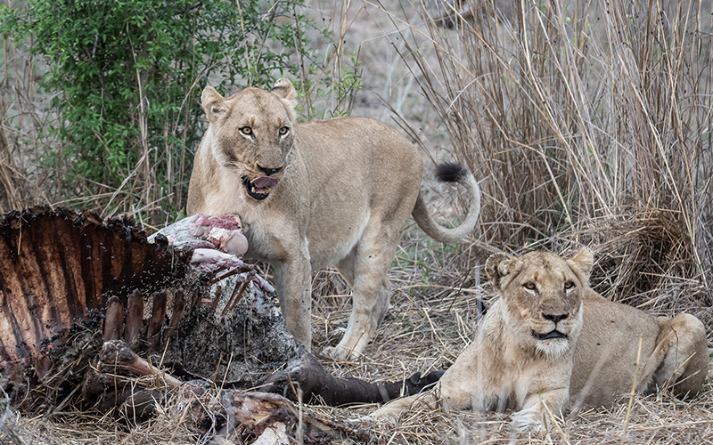Gomo Gomo Game Lodge