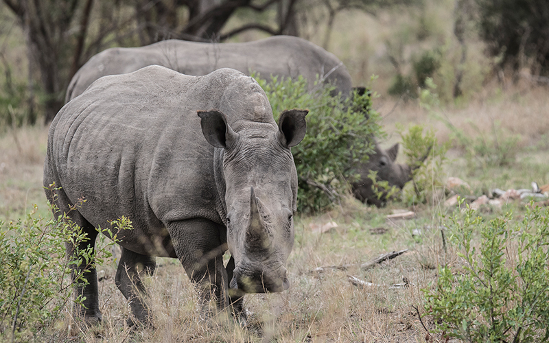 Gomo Gomo Game Lodge