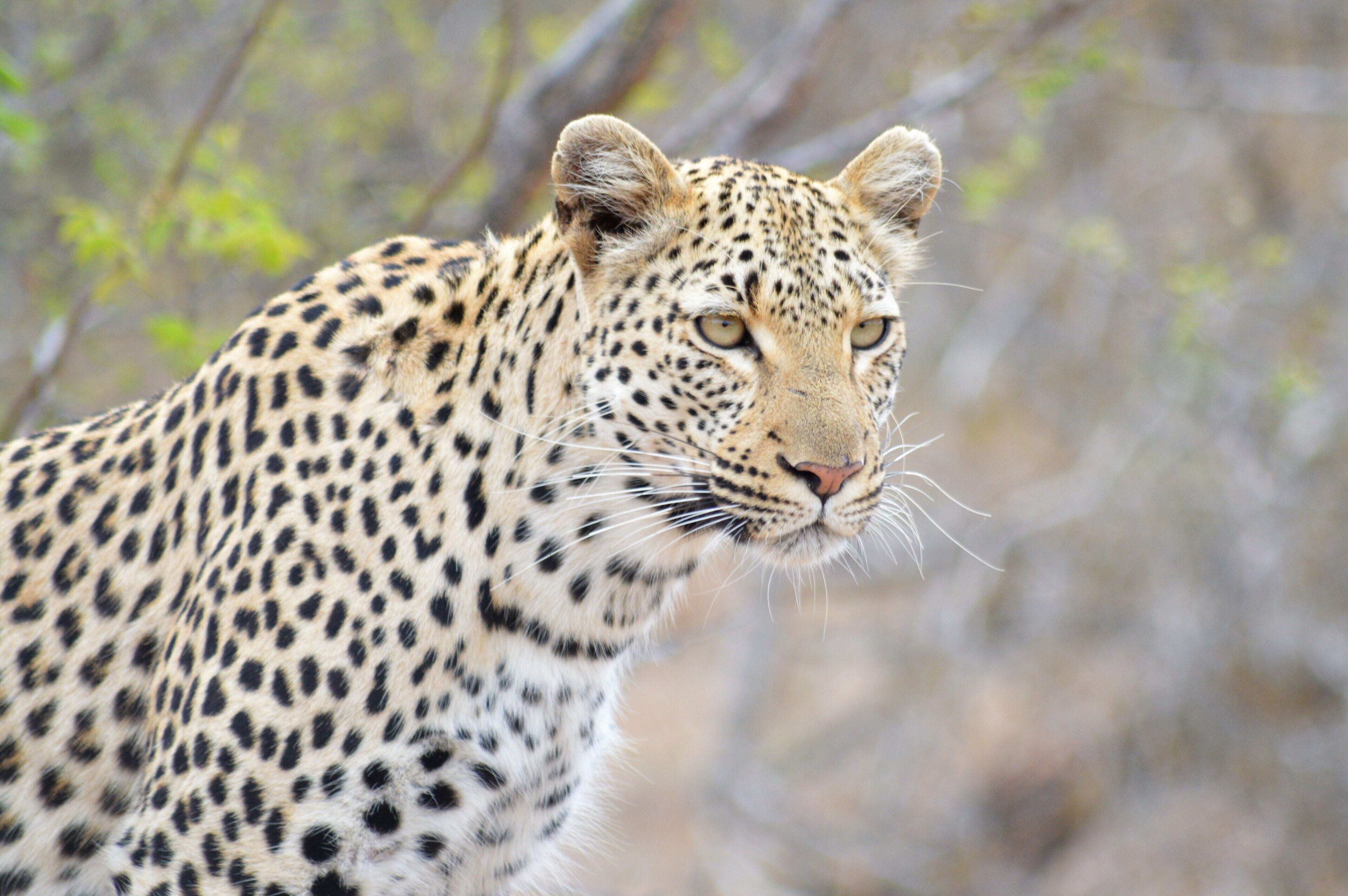 Tulela Safari Lodge