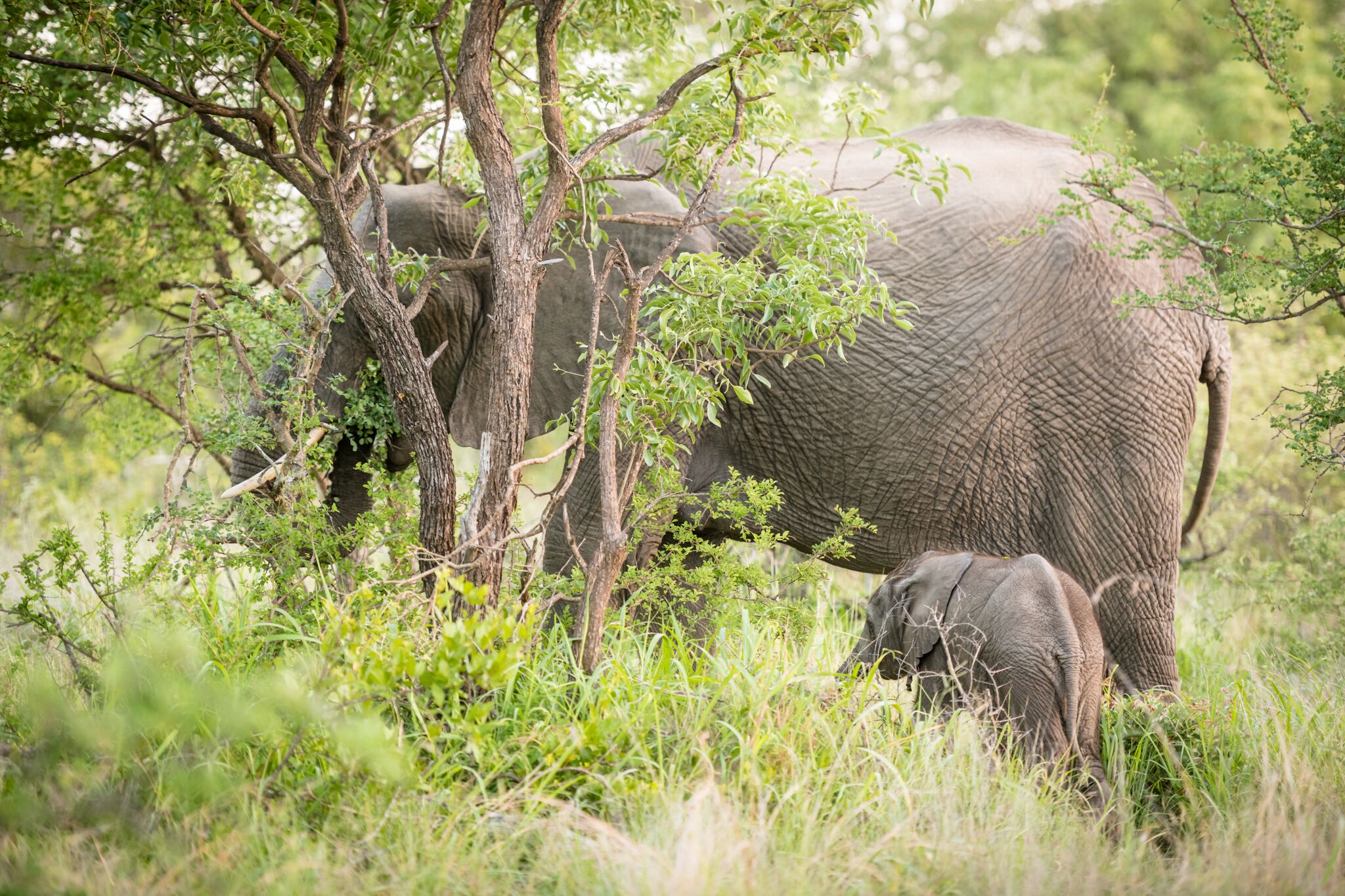 Tulela Safari Lodge