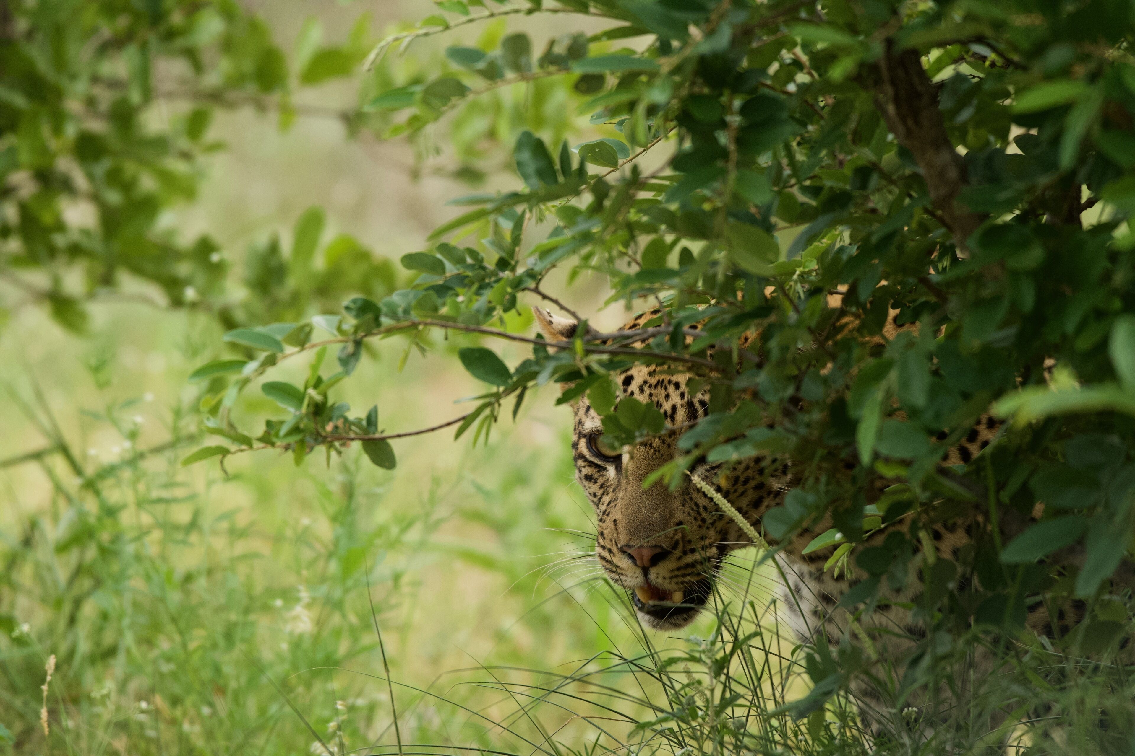 Tulela Safari Lodge