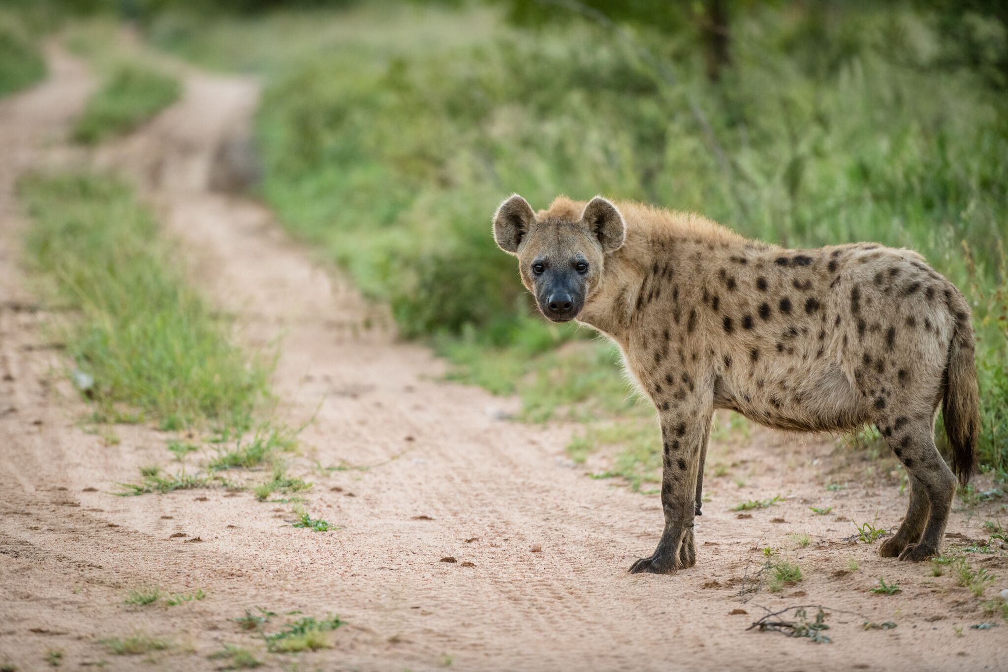 Tulela Safari Lodge