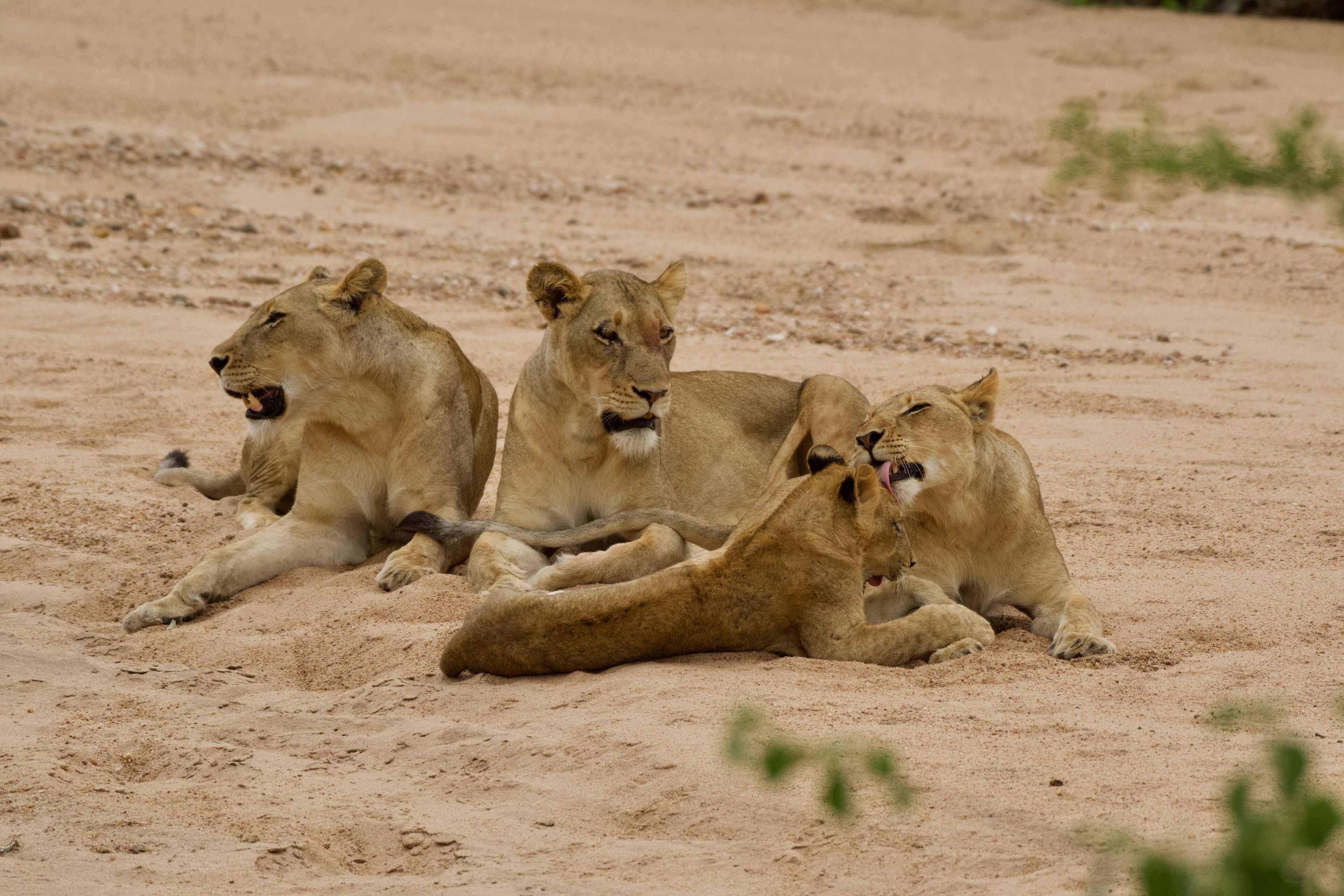 Tulela Safari Lodge