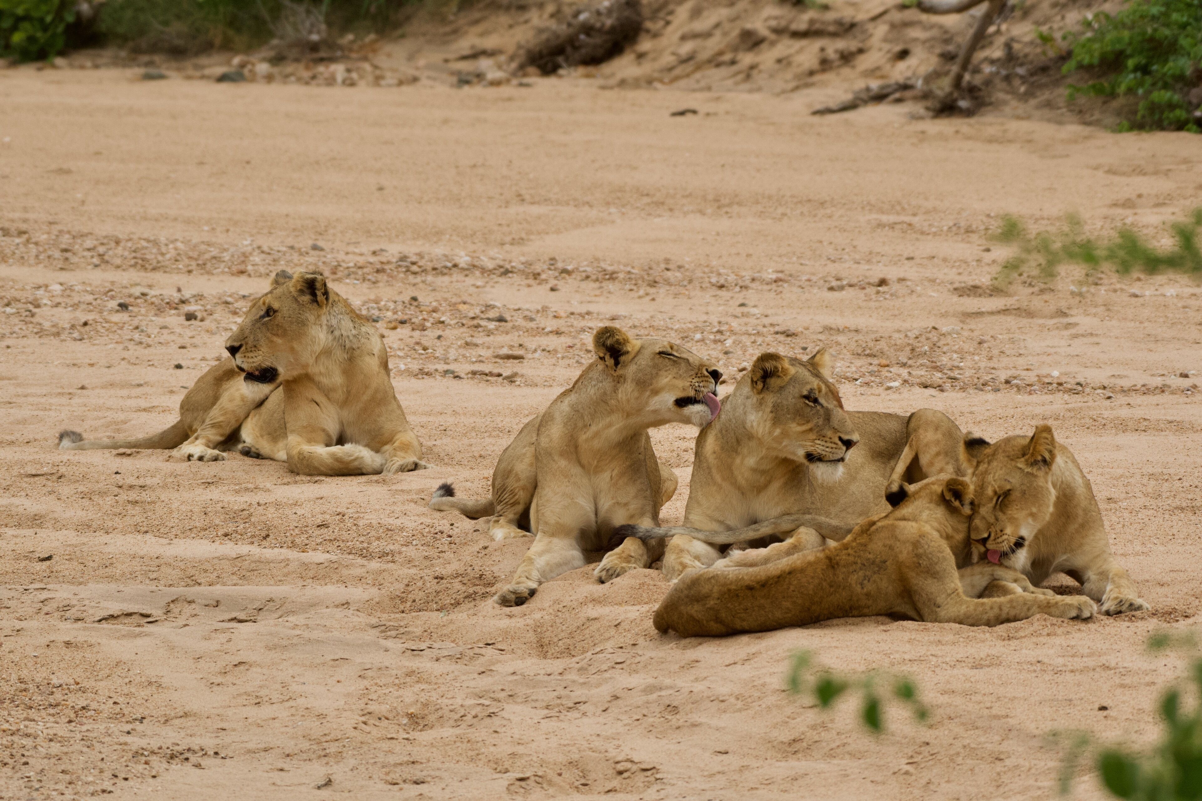 Tulela Safari Lodge