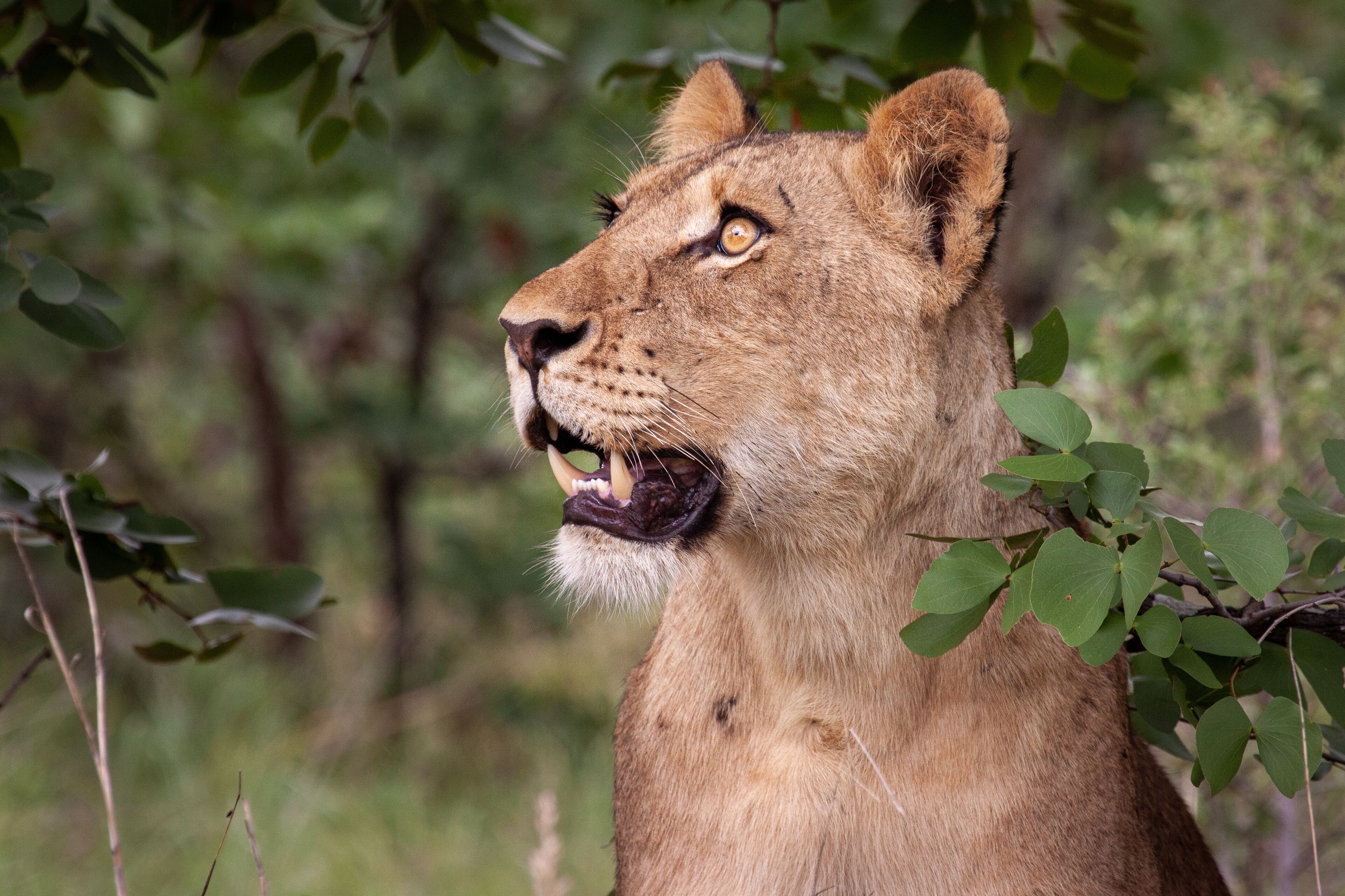 Tulela Safari Lodge