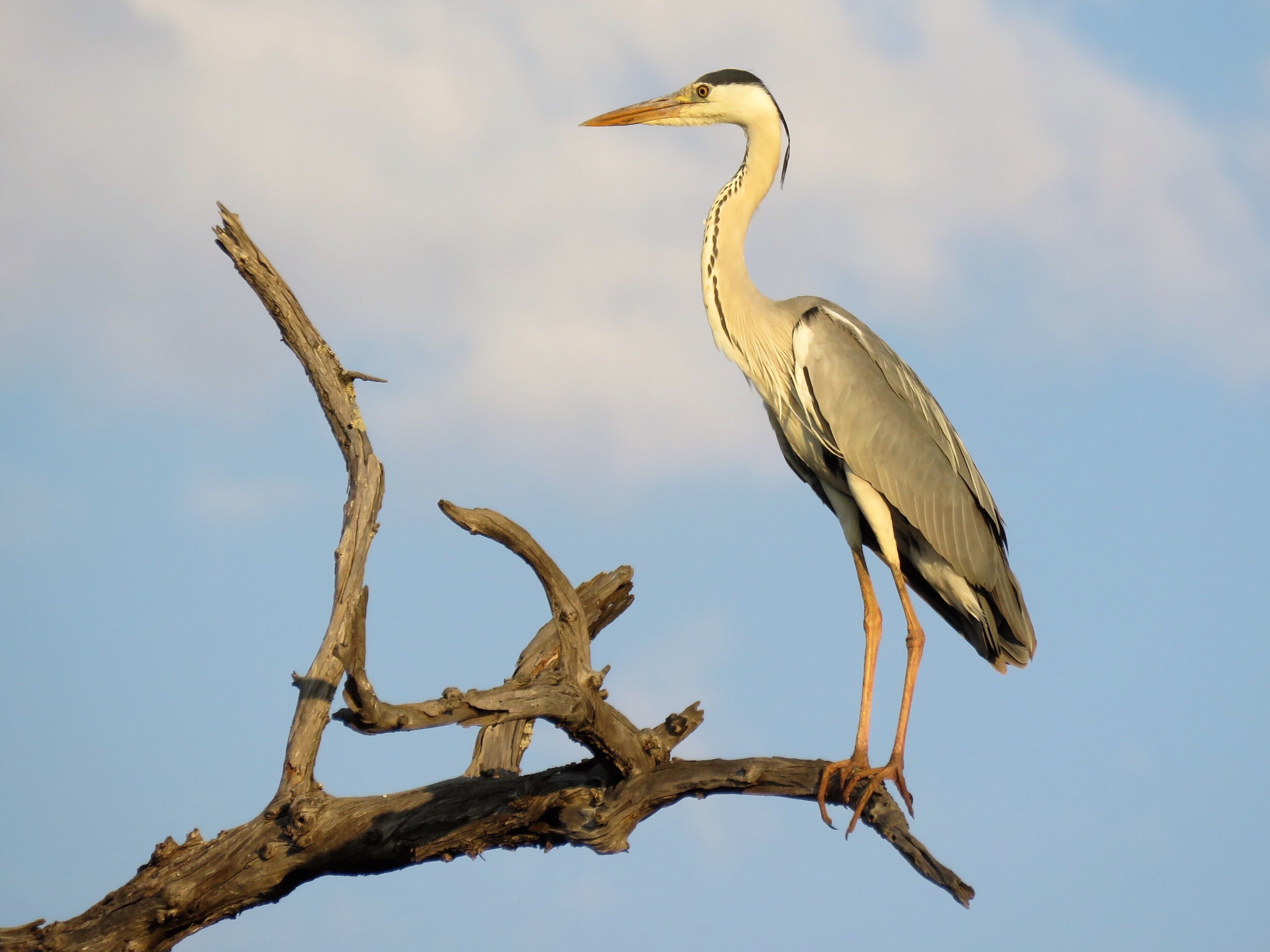 Tulela Safari Lodge