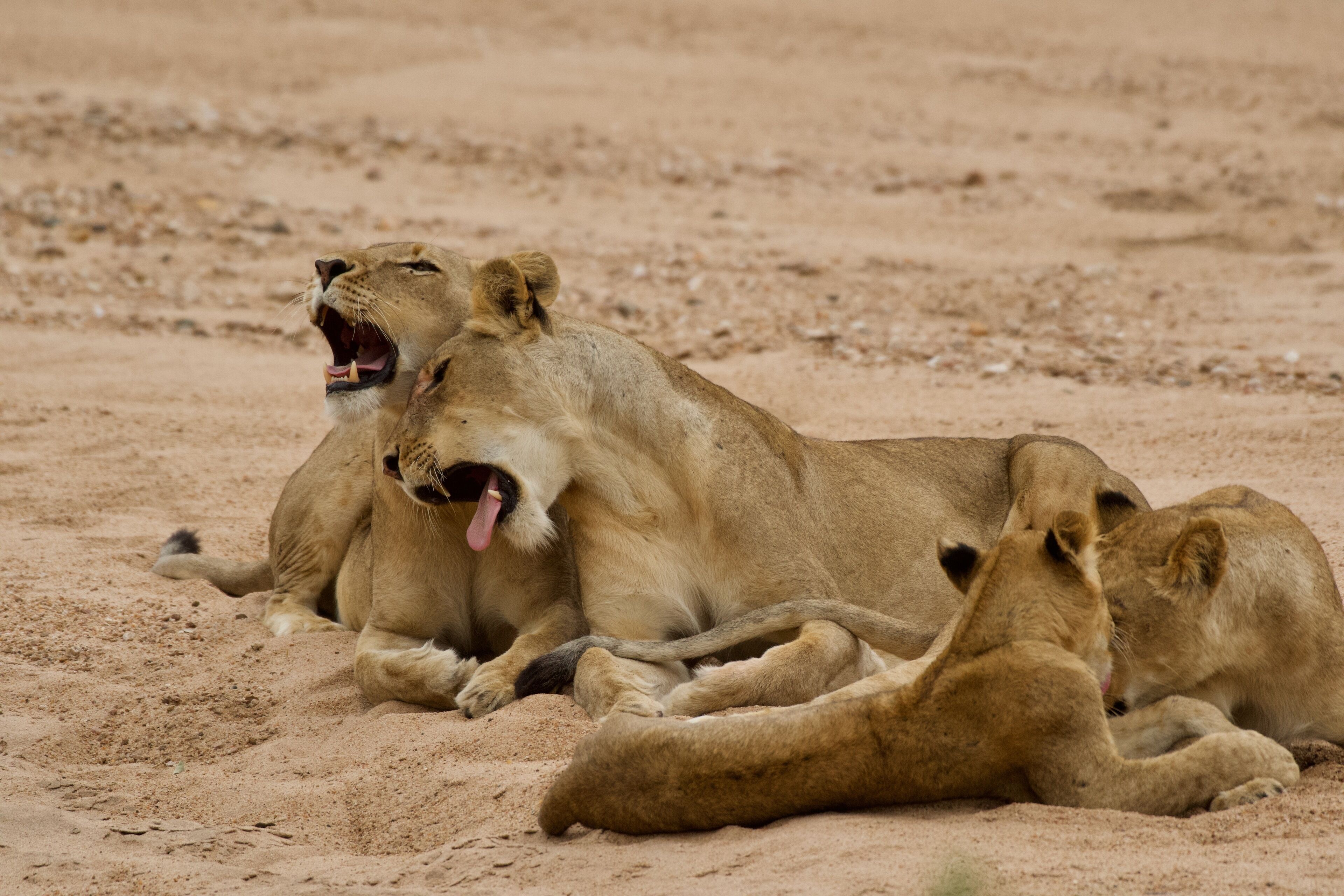 Tulela Safari Lodge