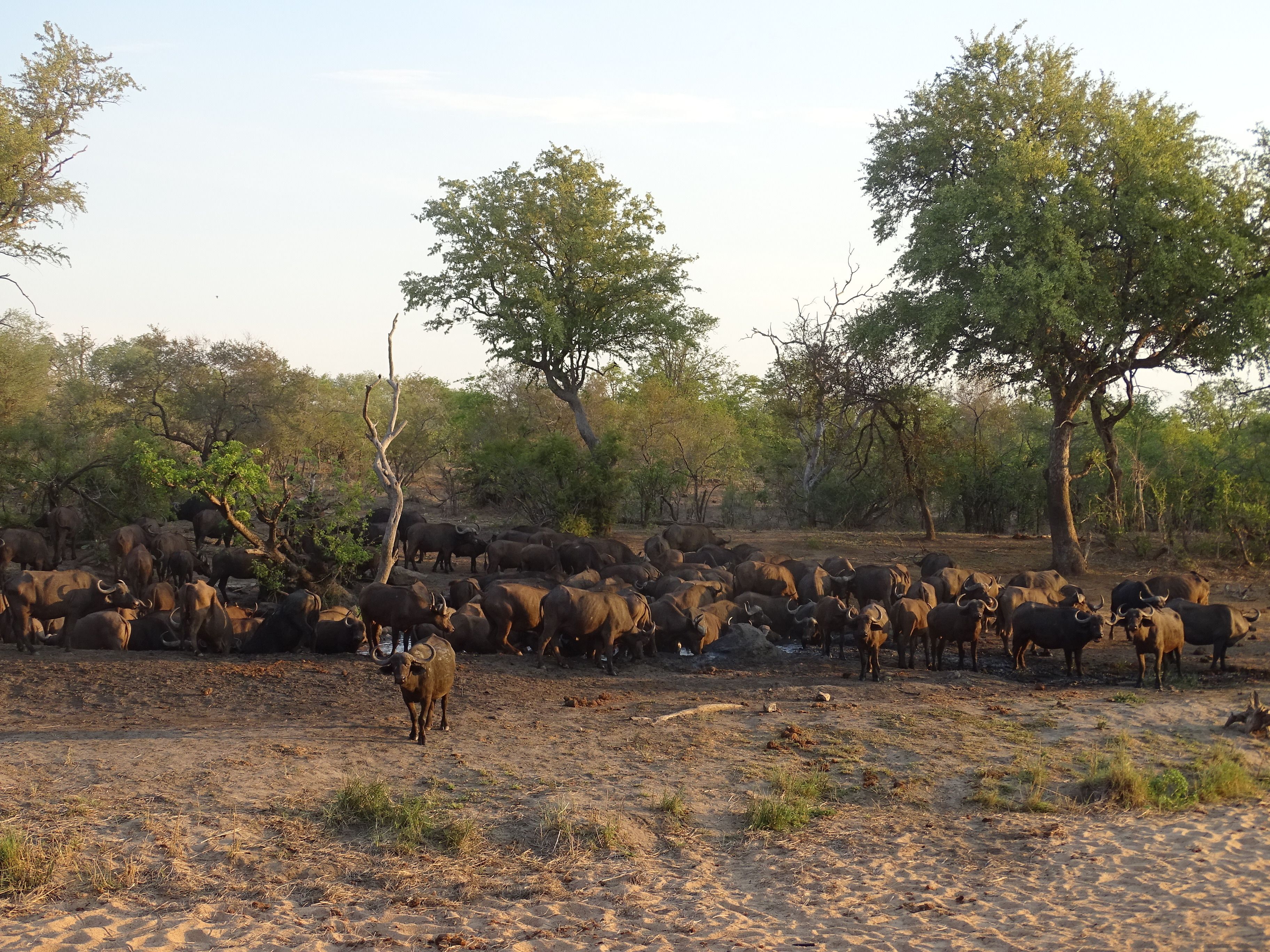 Tulela Safari Lodge