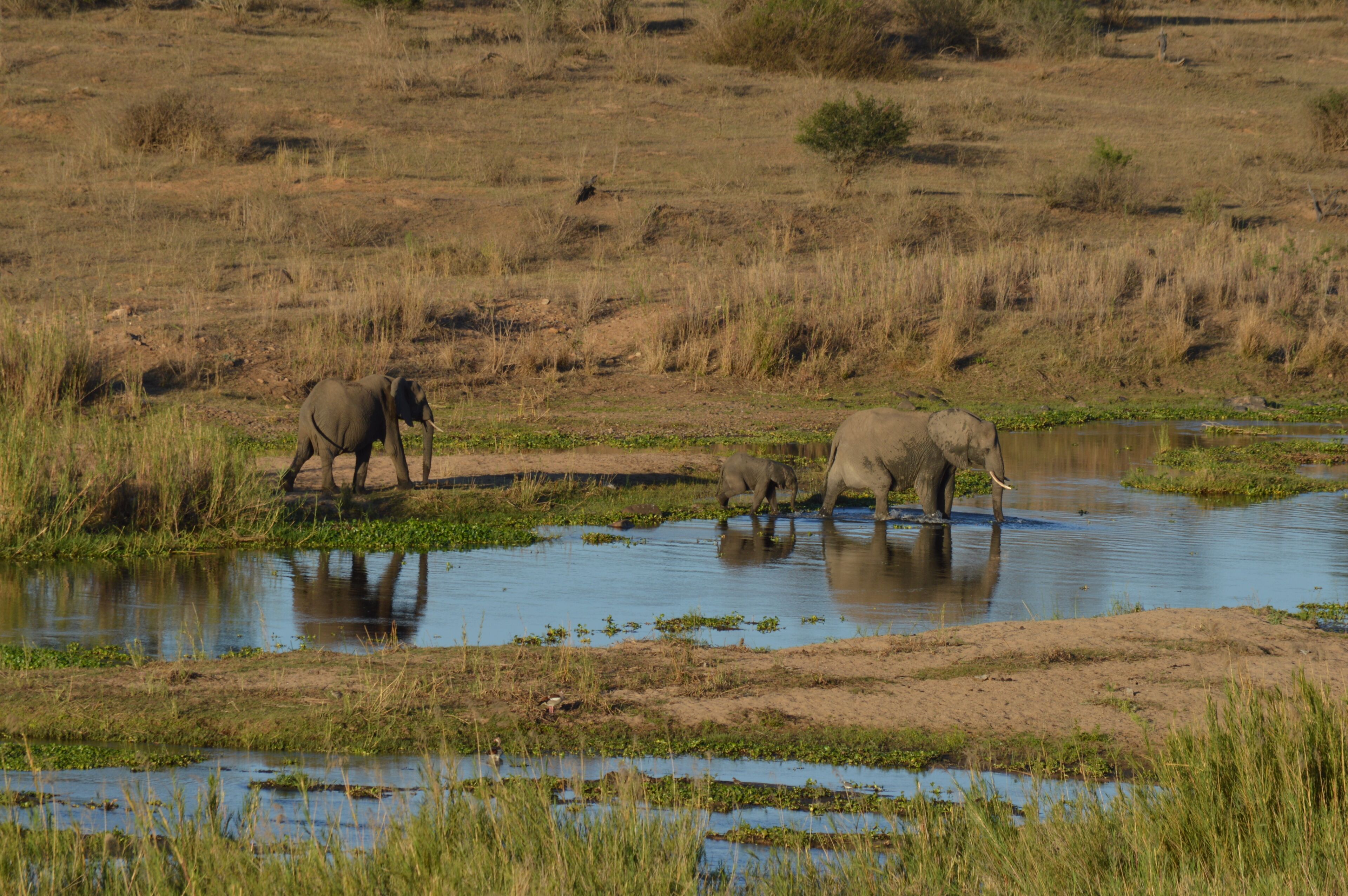 Buckler's Africa Lodge Kruger Park