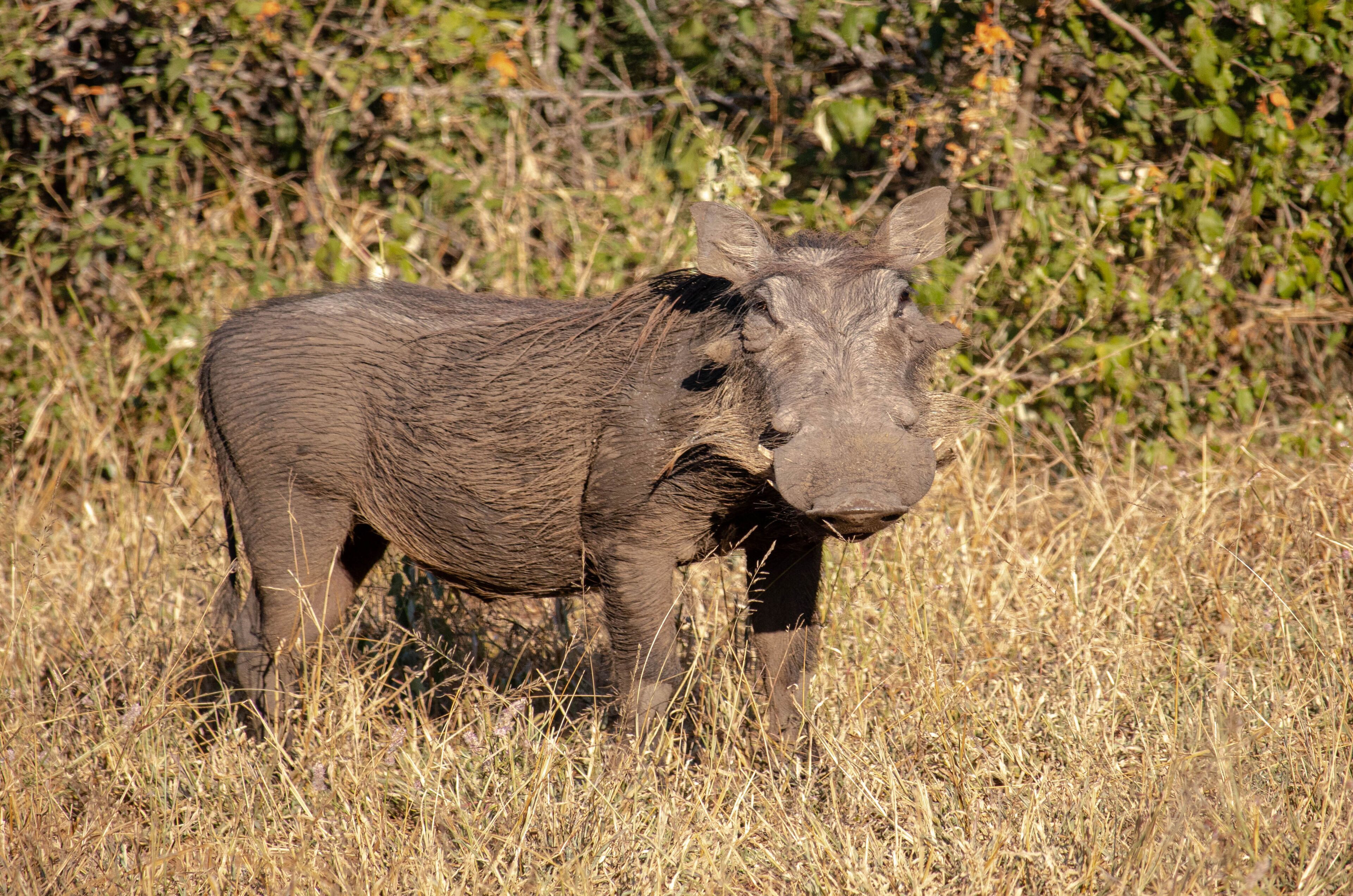 Buckler's Africa Lodge Kruger Park
