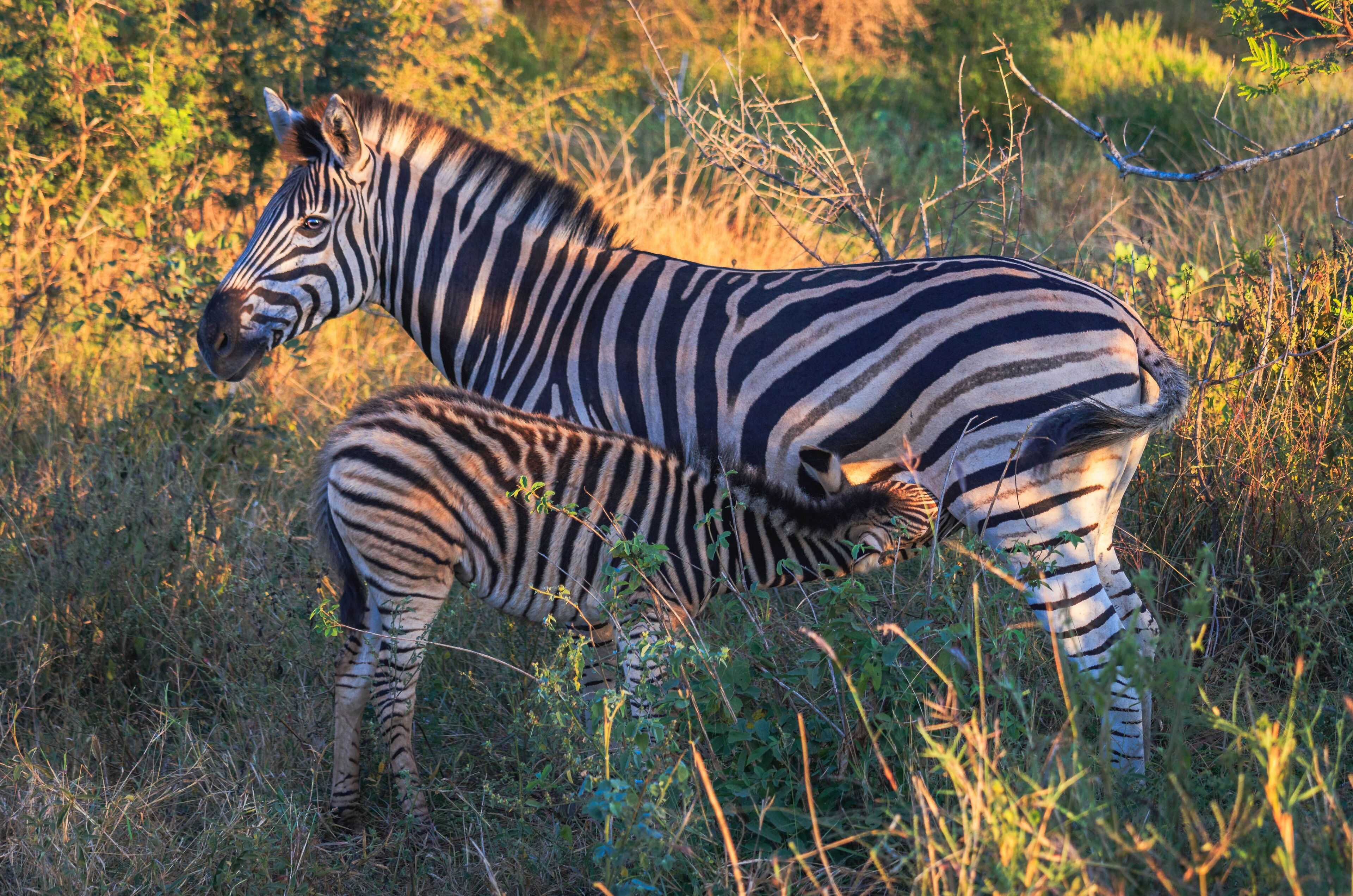 Buckler's Africa Lodge Kruger Park
