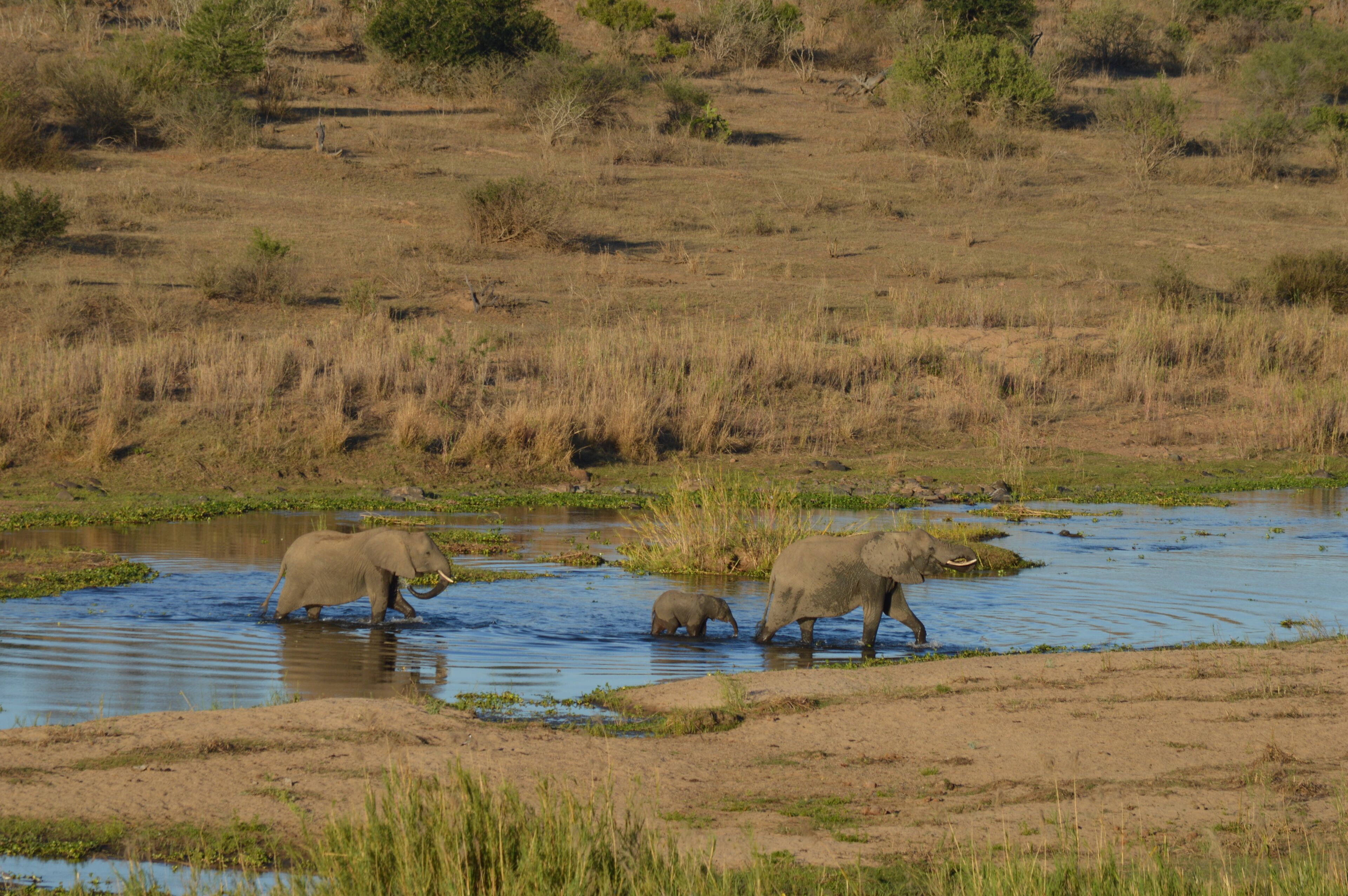 Buckler's Africa Lodge Kruger Park